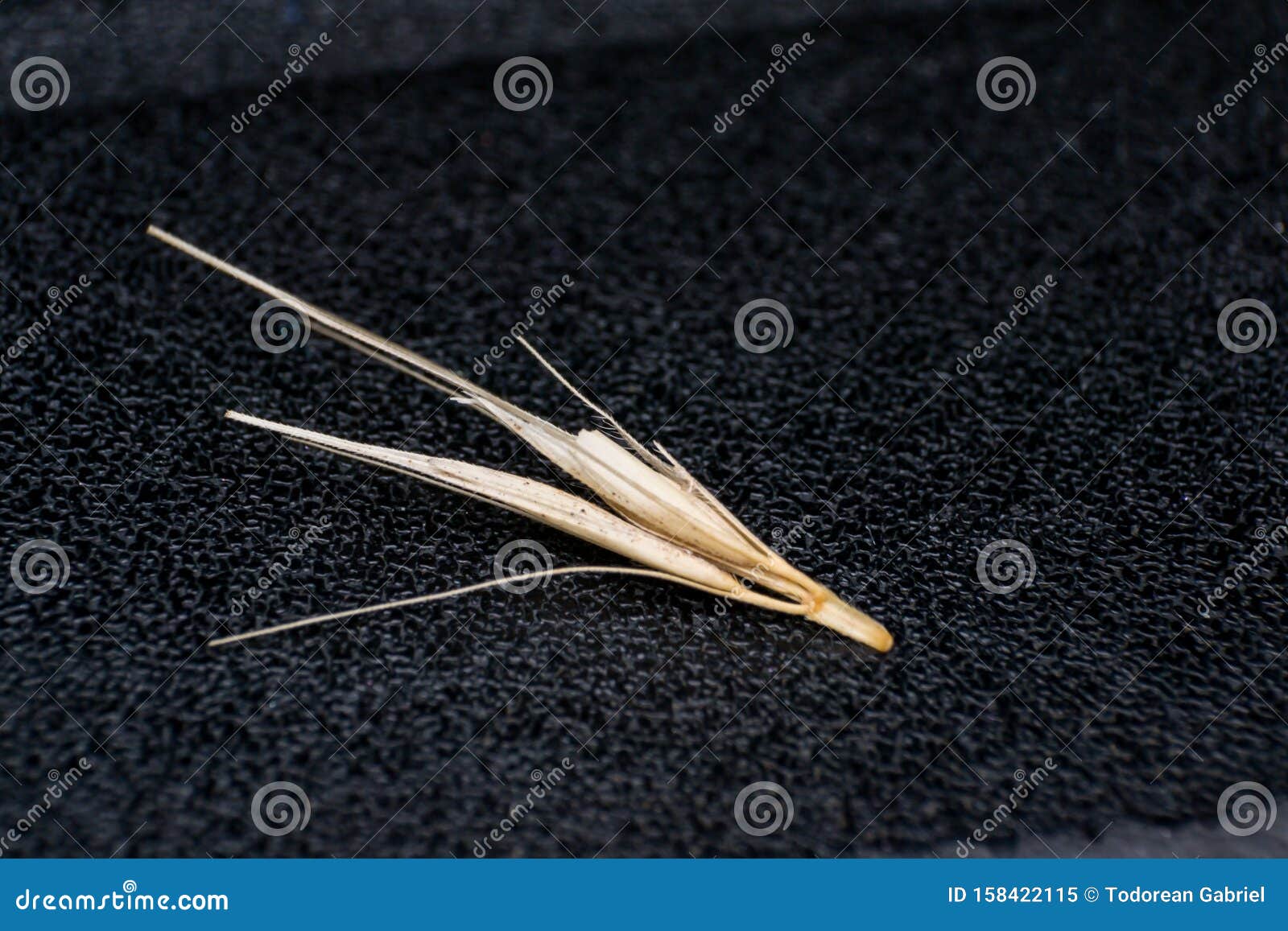 macro photo of a tiny arrowheads of the foxtail grass. when a dog enters my consulting room shaking its head or licking its paw