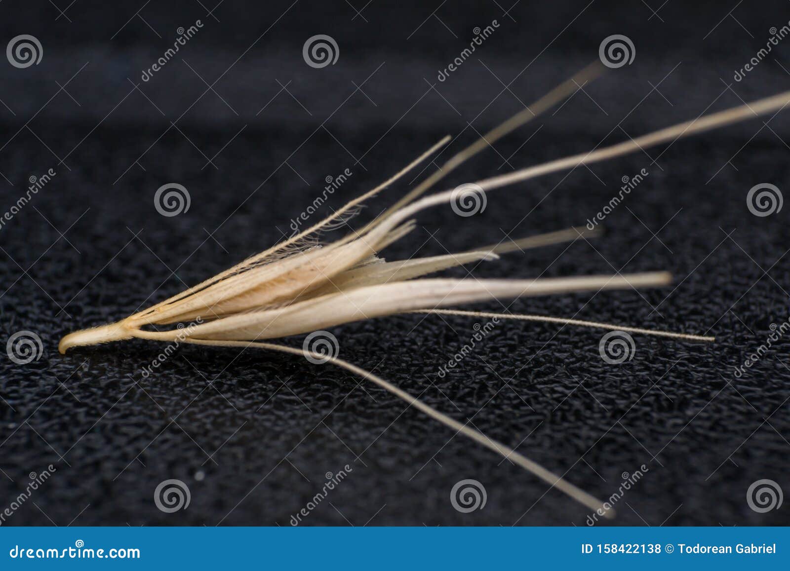 Macro photo of a tiny arrowheads of the foxtail grass. When a do