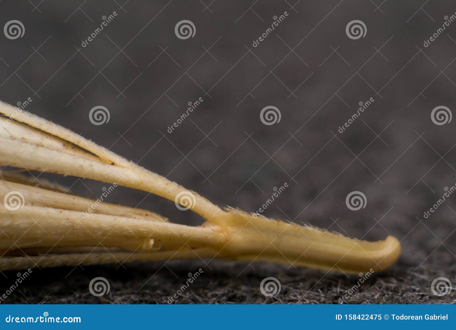 macro photo of a tiny arrowheads of the foxtail grass. when a dog enters my consulting room shaking its head or licking its paw