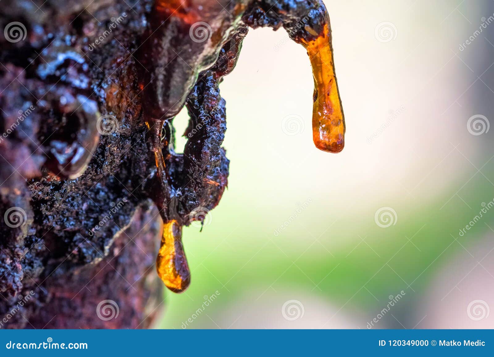 macro photo of tree resin, sap or amber