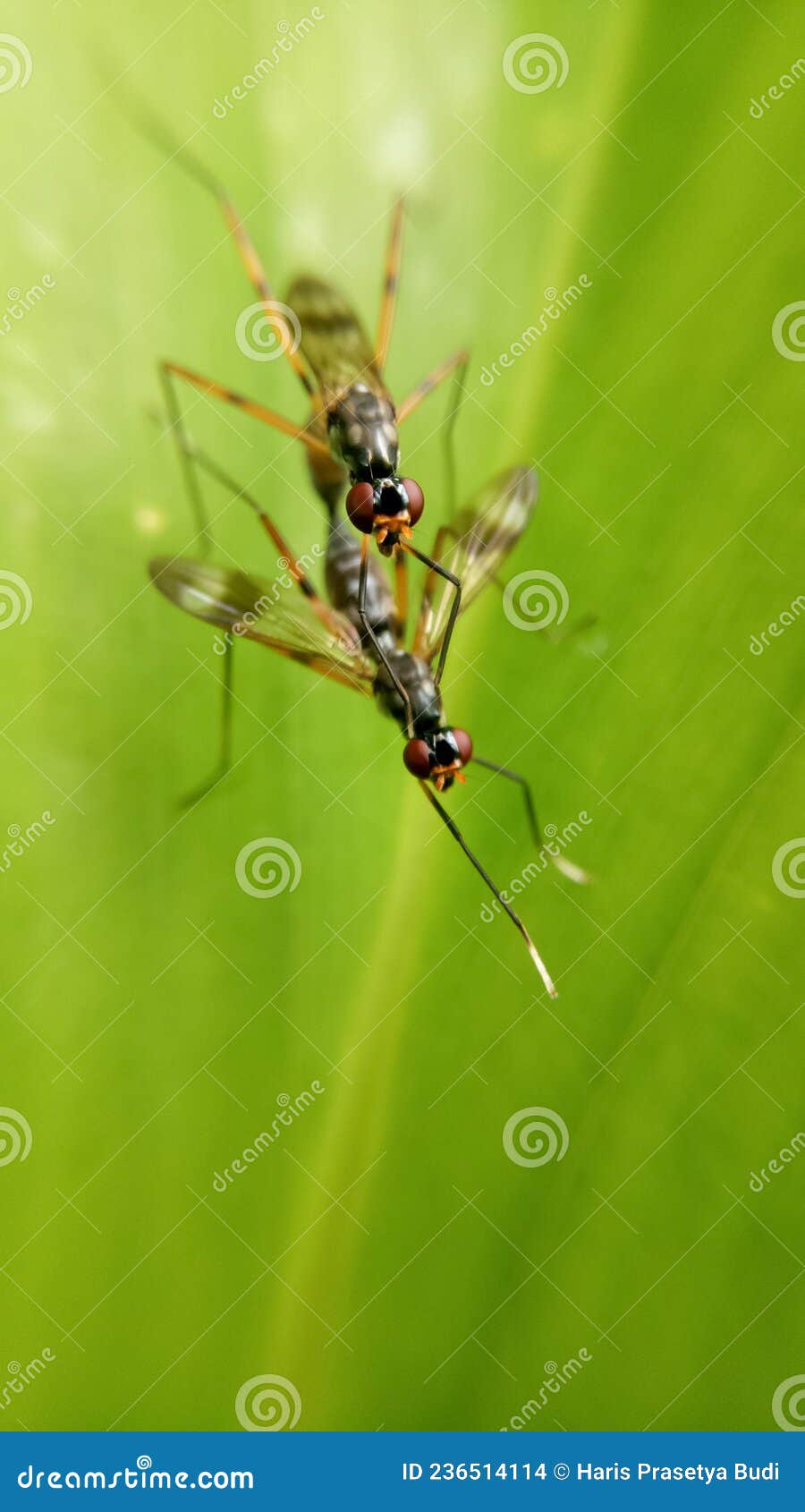 macro photo of two insects on a green leaf.