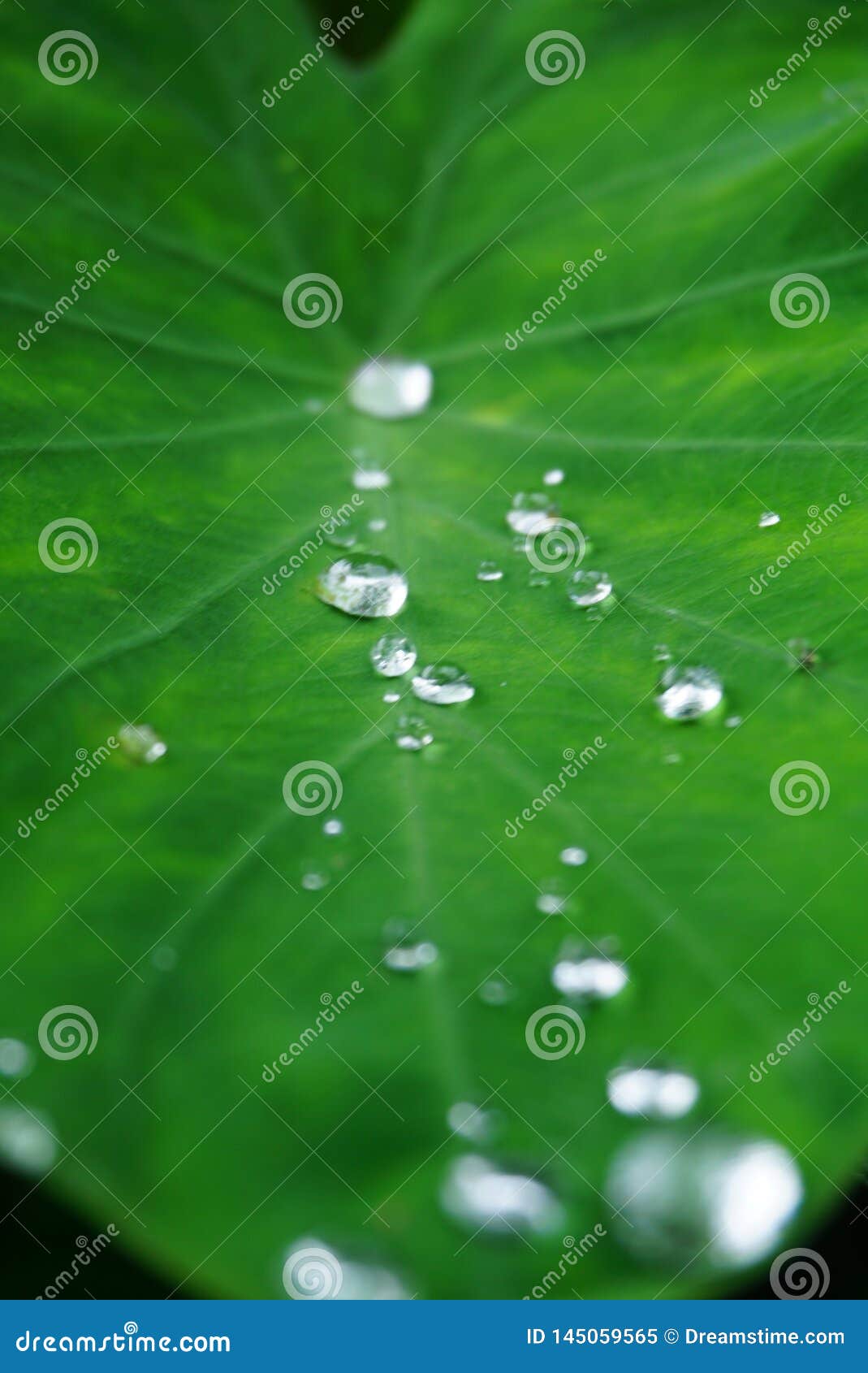 macro photo of water drops on a leaf
