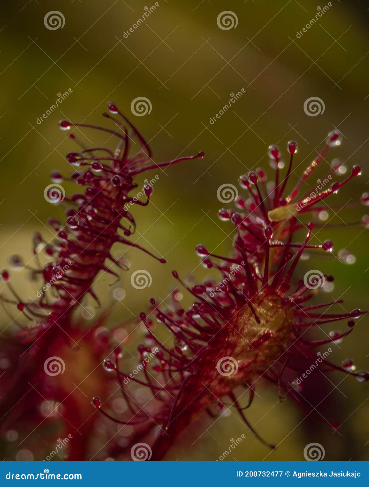 macro photo of wild sundew in poland