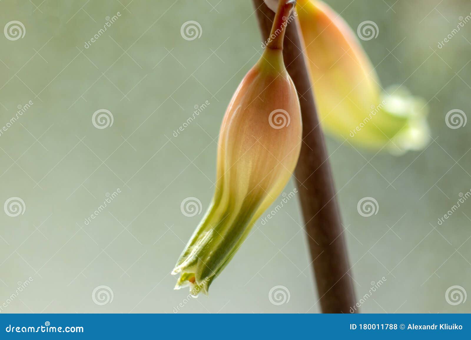 Macro Photo of a Yellow-orange Bell-shaped Flower Stock Photo - Image ...