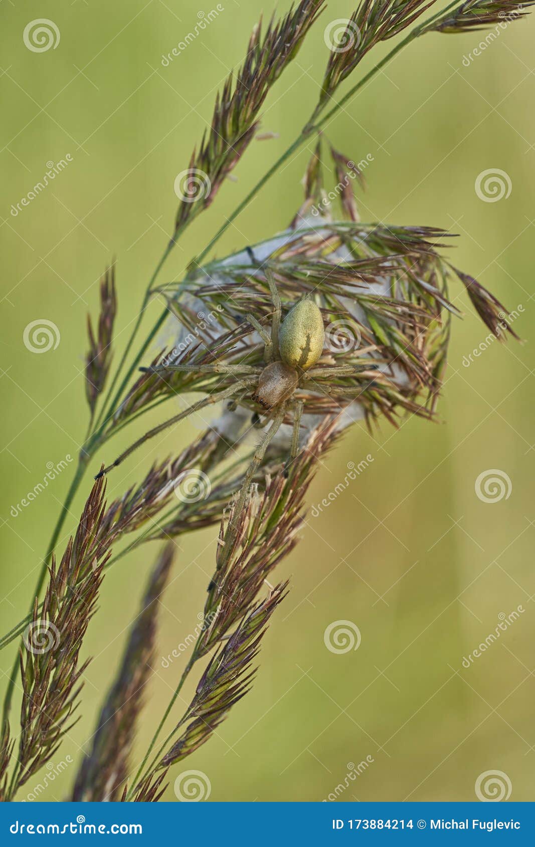 yellow sac spider bits yellow sac spider bits