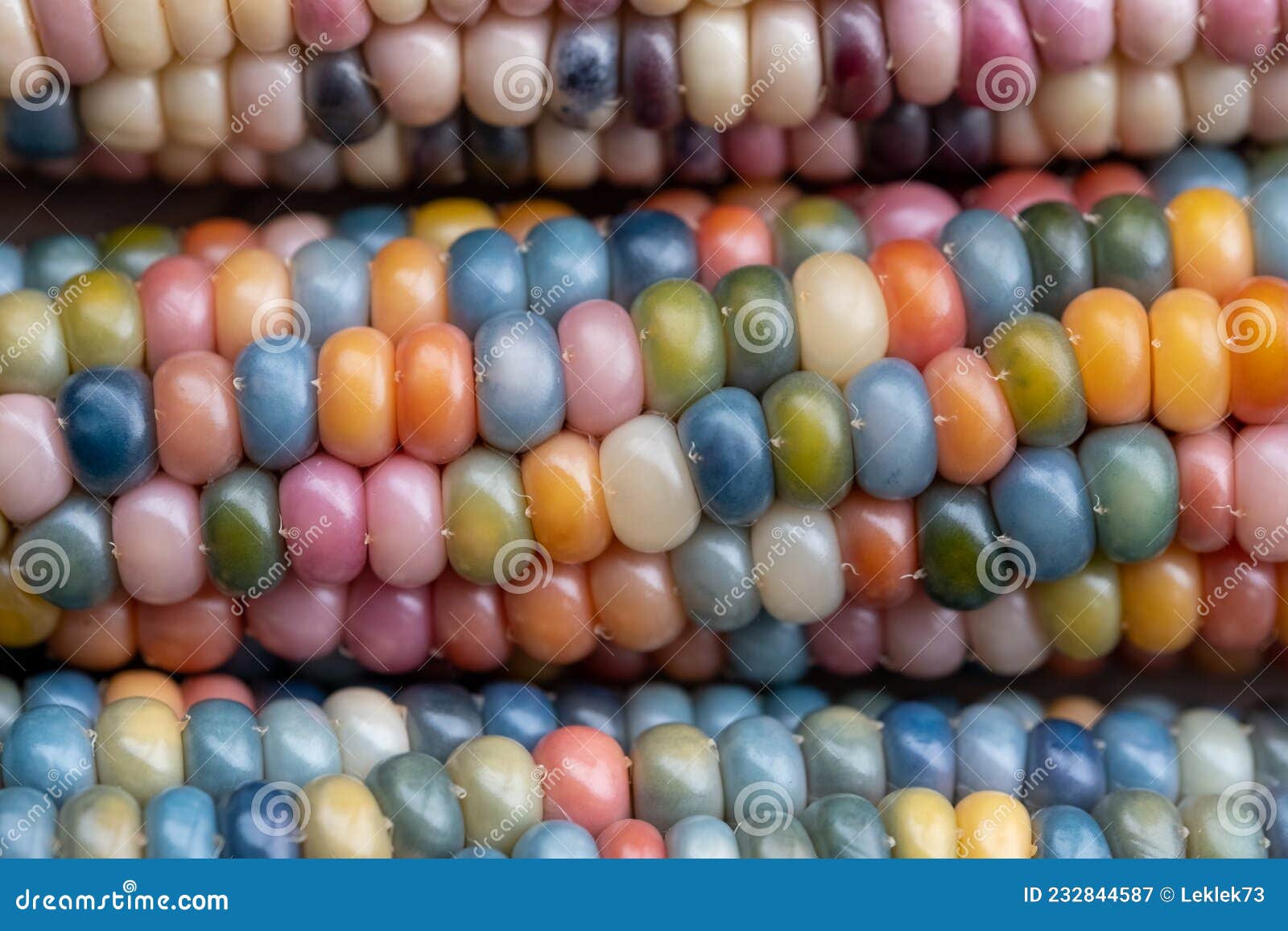 close up of zea mays gem glass cobs of corn with rainbow coloured kernels, grown on an allotment in london uk.