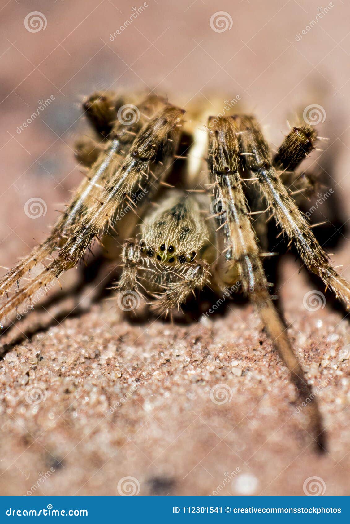 Macro Photography Of Brown Barn Spider Picture Image 112301541