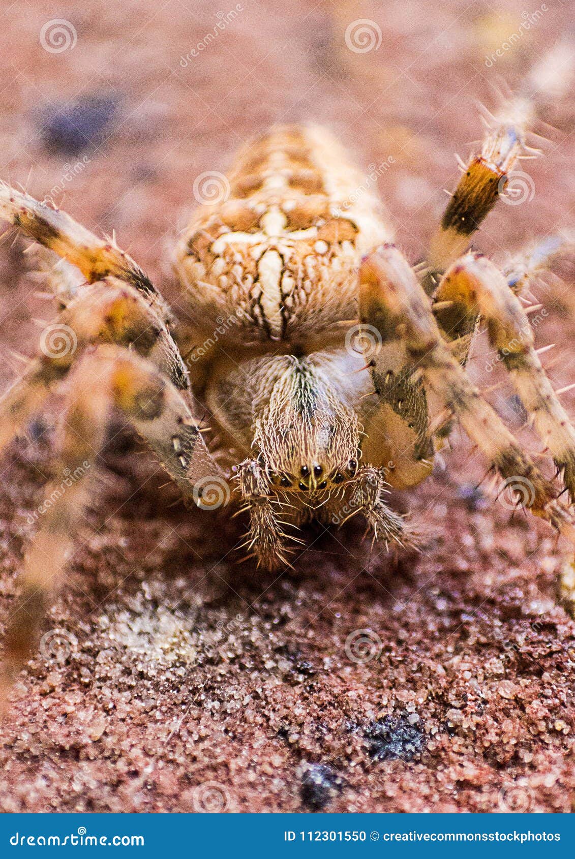 Macro Photography Of Brown Barn Spider Picture Image 112301550