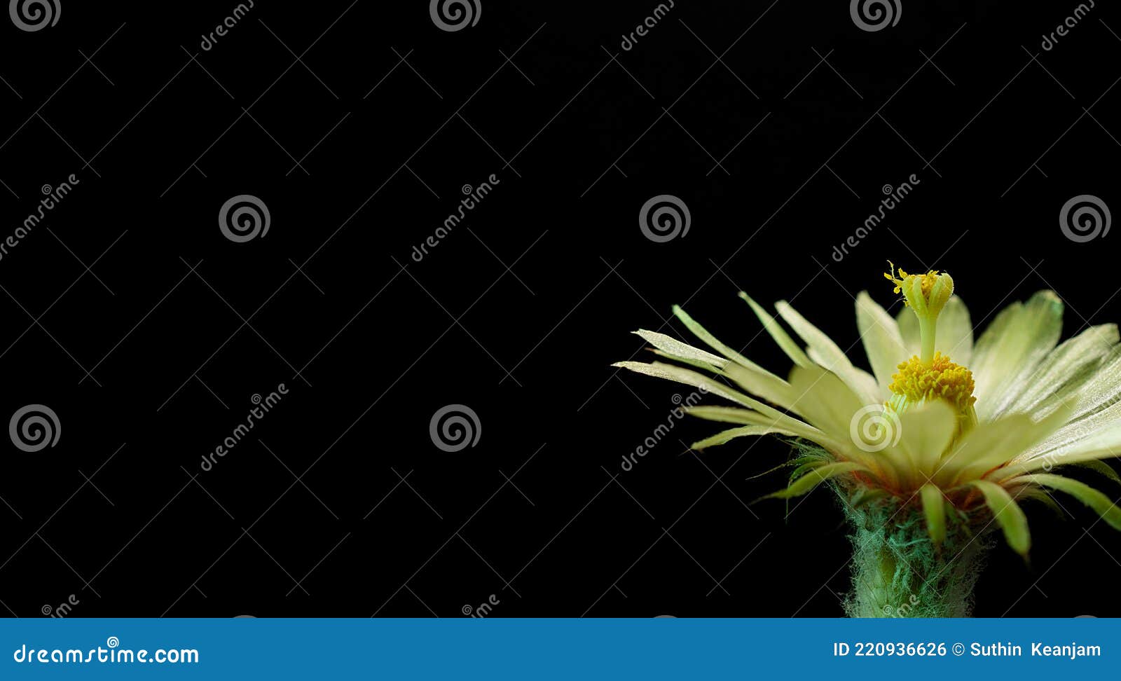 Macro Photography of Cactus Pollination with Copy Space Stock Photo Image of blossoming, plant