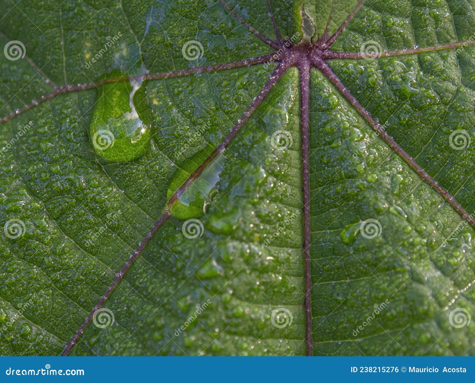 macro photography of a couple of rain drops on an erato vulcanica leaf