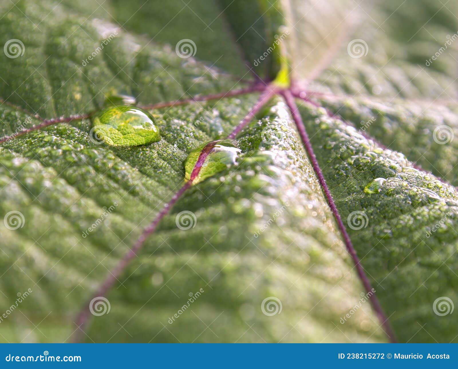 macro photography of a couple of rain drops on a leaf