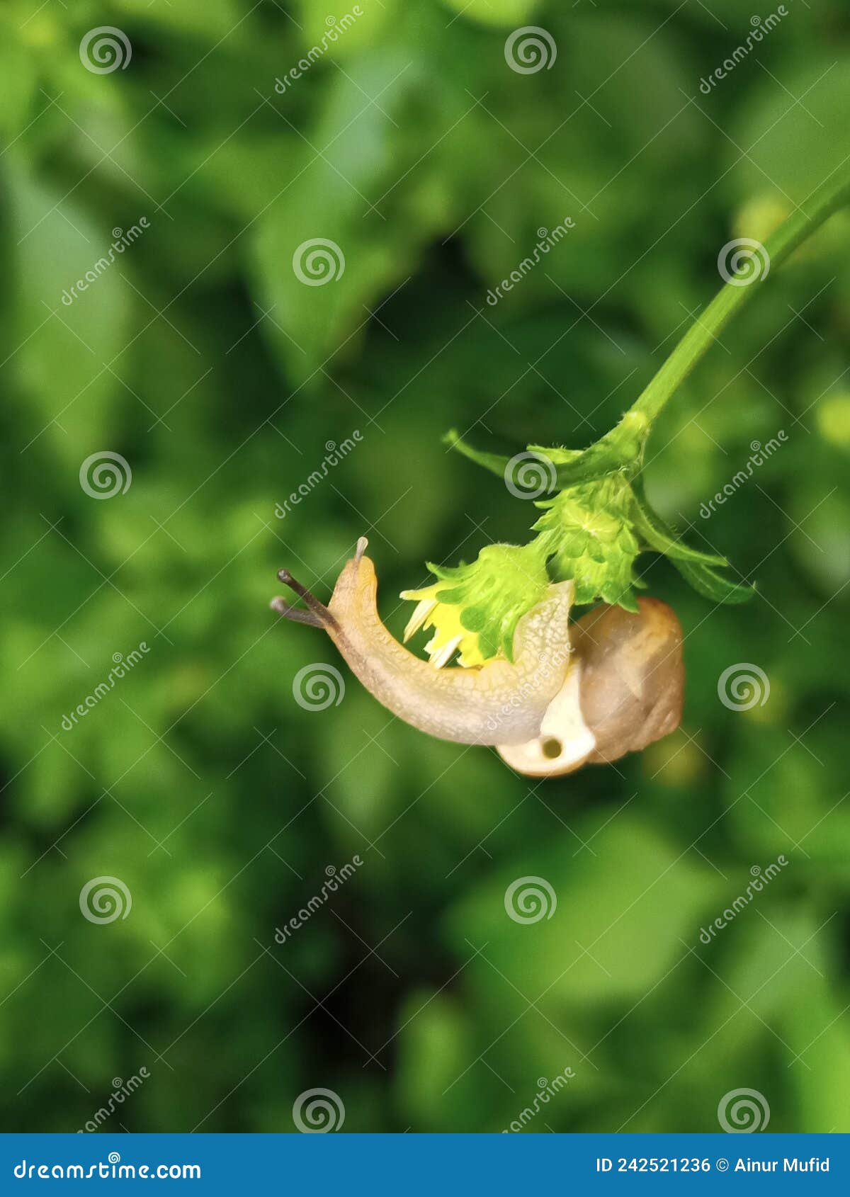 macro photography of cute and adorable lttle  snail often forage around flowers in the yard