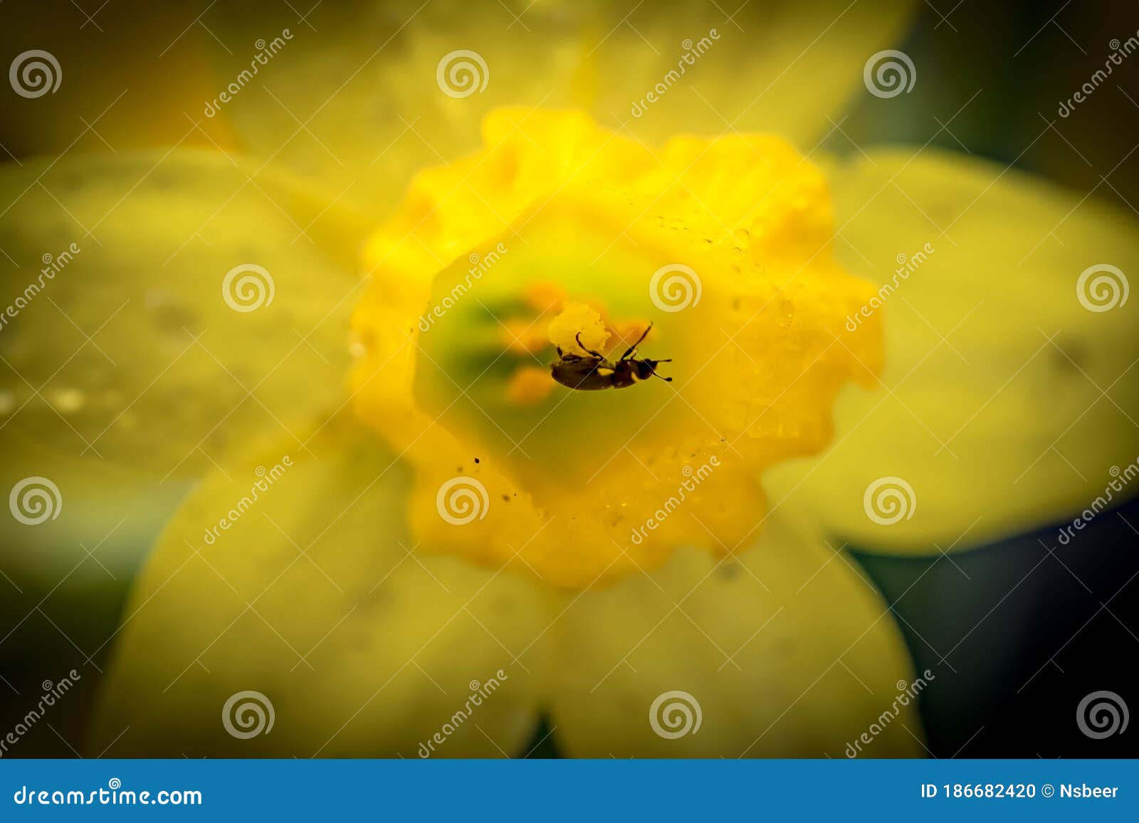 Macro Photography of a Fresh Spring Daffodil Together with a Small
