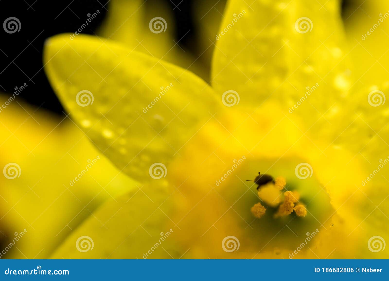 Macro Photography of a Fresh Spring Daffodil Together with a Small