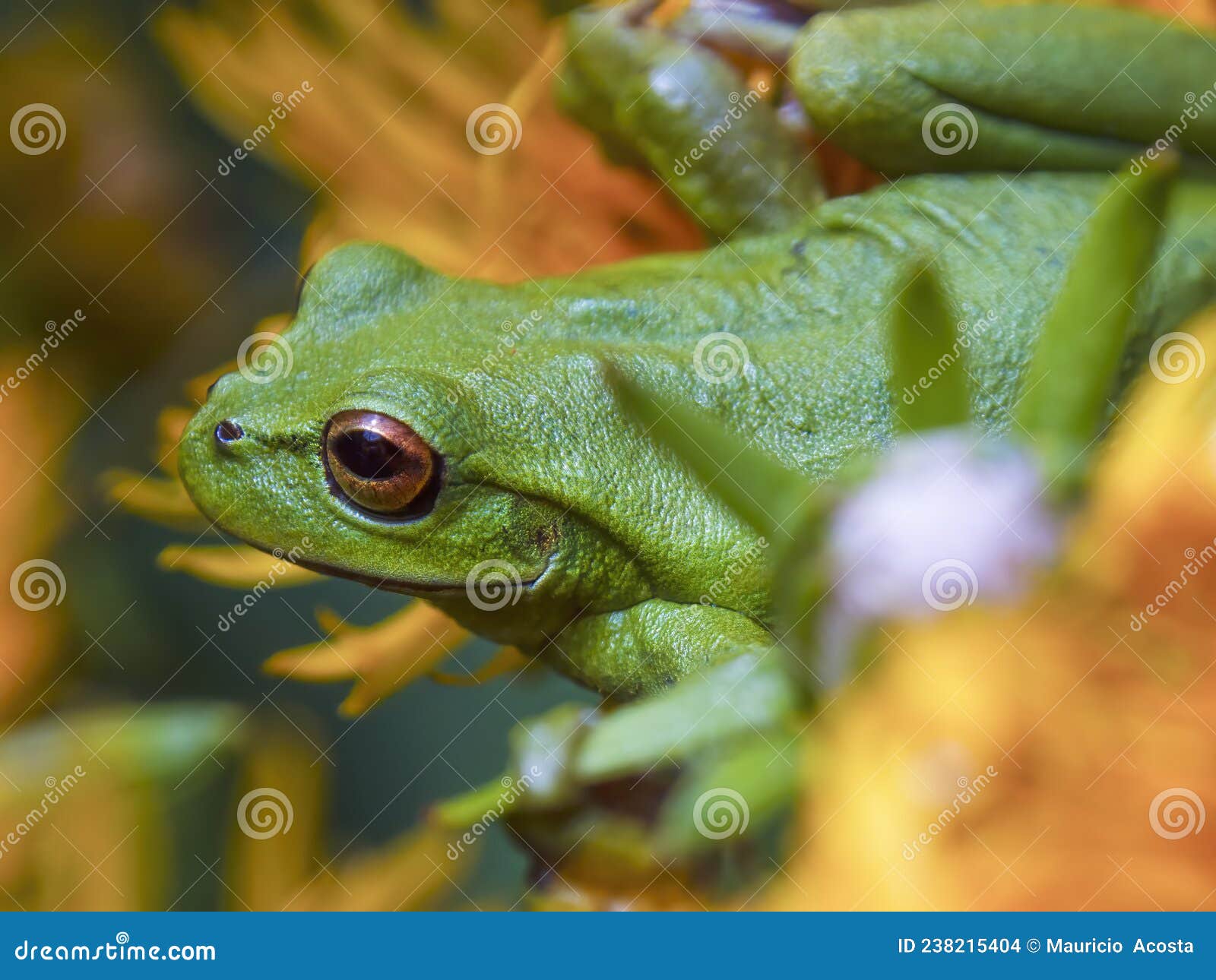 macro photography of a green dotted tree frog resting on the yellow flower 3