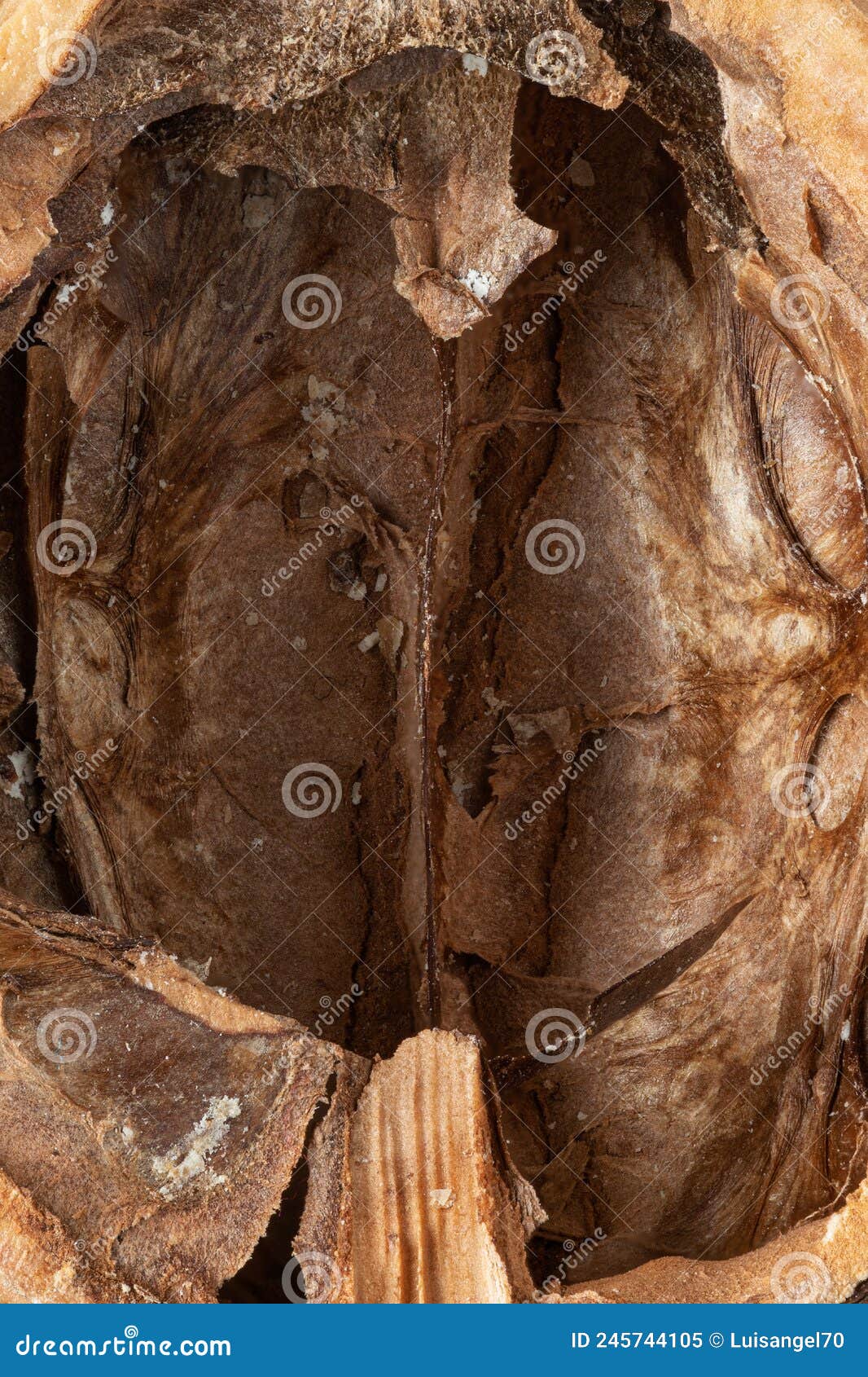 Macro Photography of the Inside of a Walnut Shell Stock Image Image