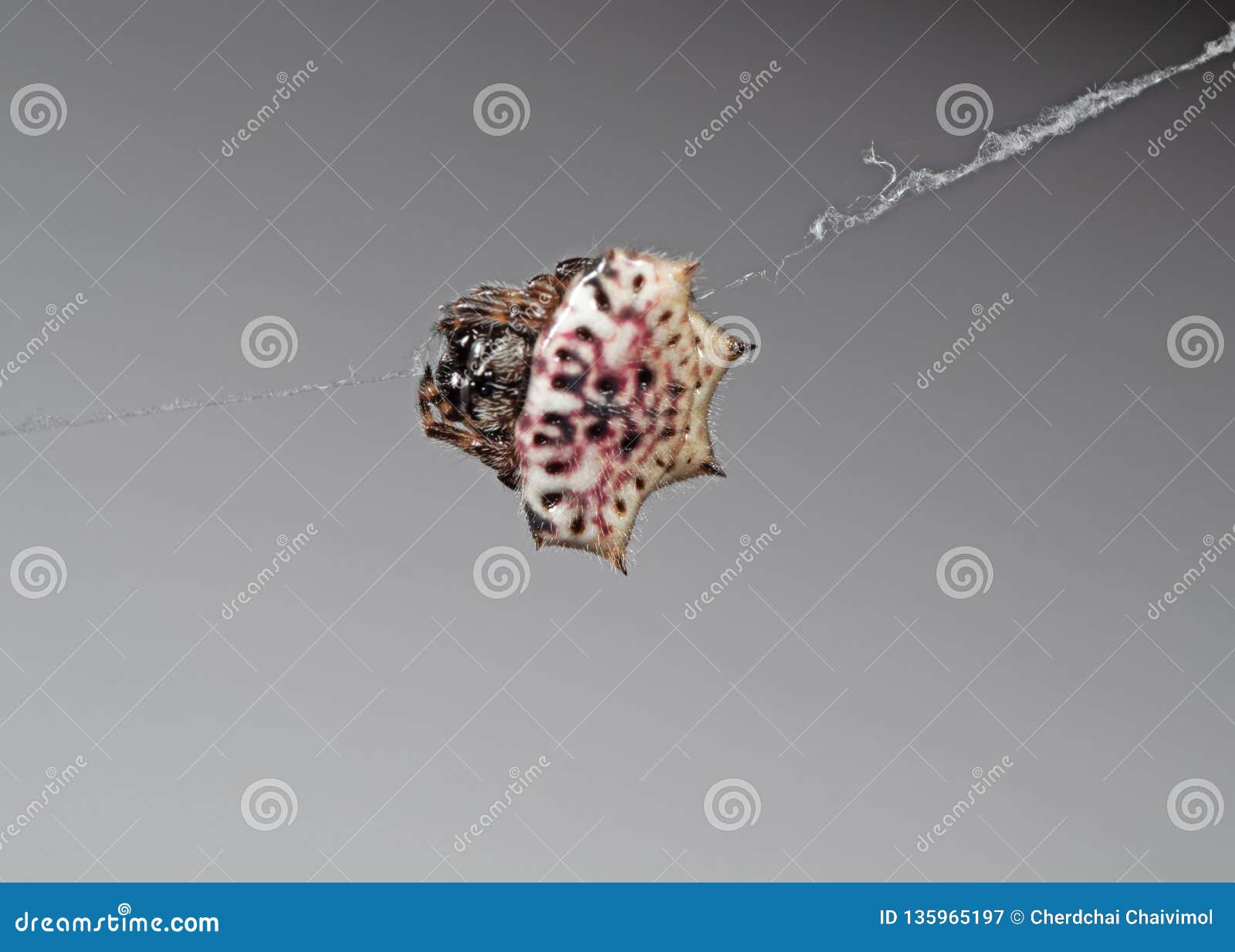 macro photo of orb-weaver spider or gasteracantha cancriformis are on the web on background