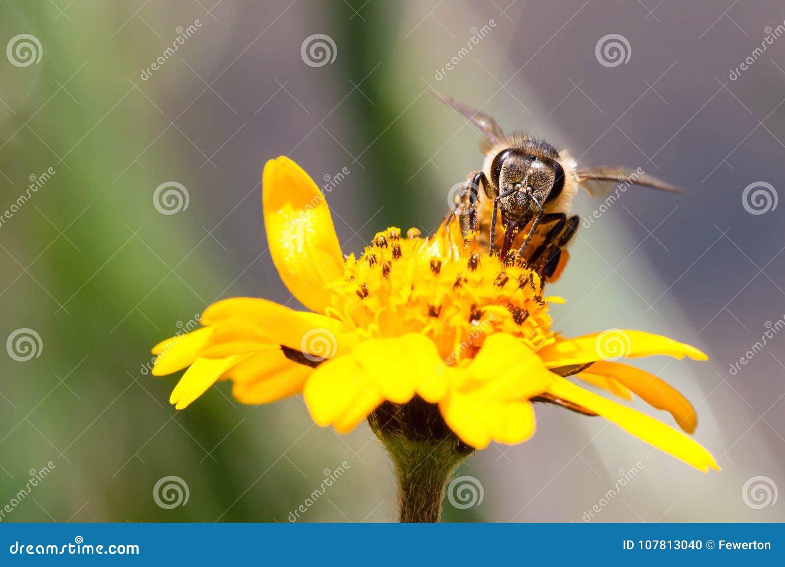 macro photography of pollinator honey bee drinking nectar from yellow wild flower