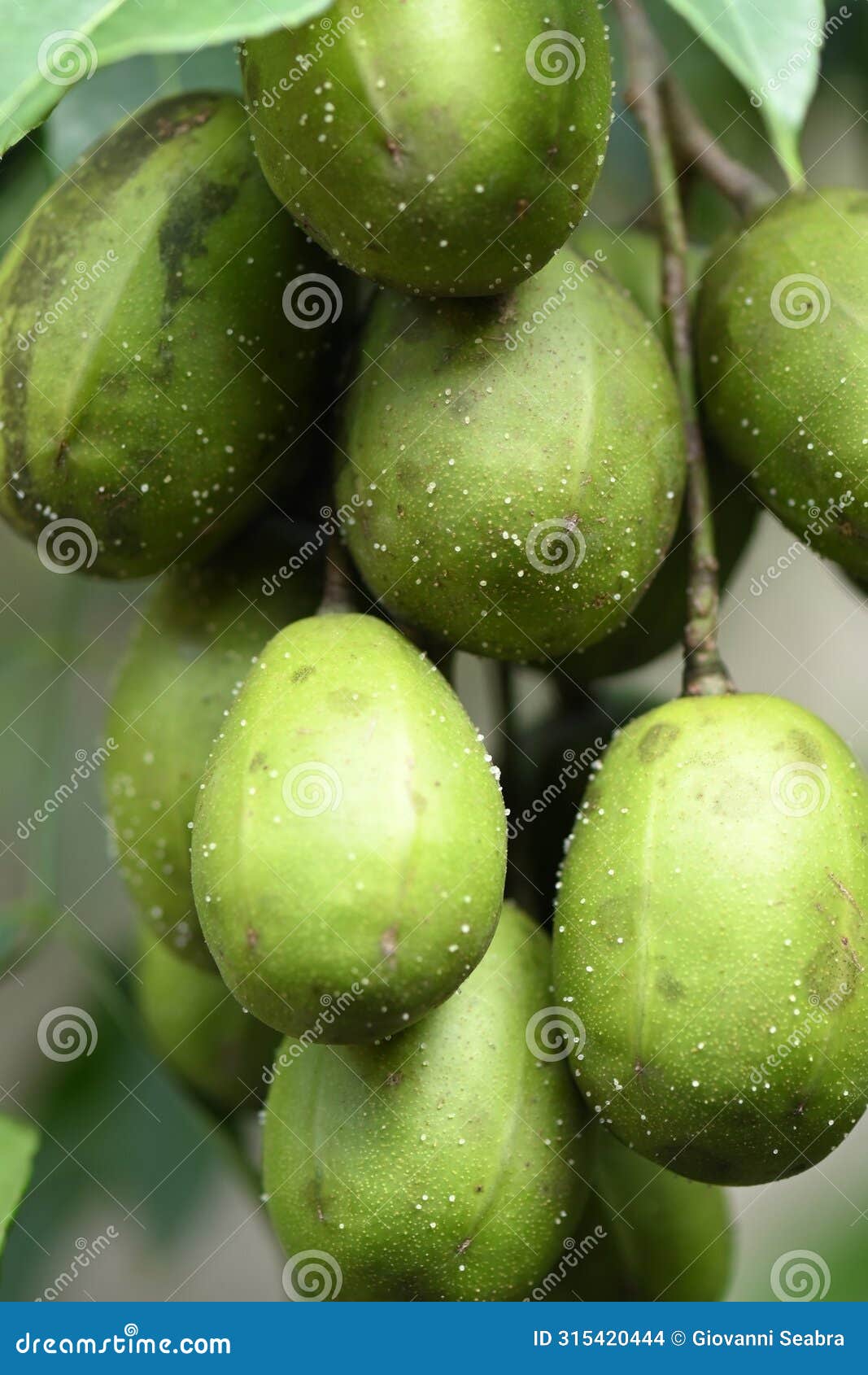 macro photography on resinosis disease on caja manga dew leaf in nature on blurred background