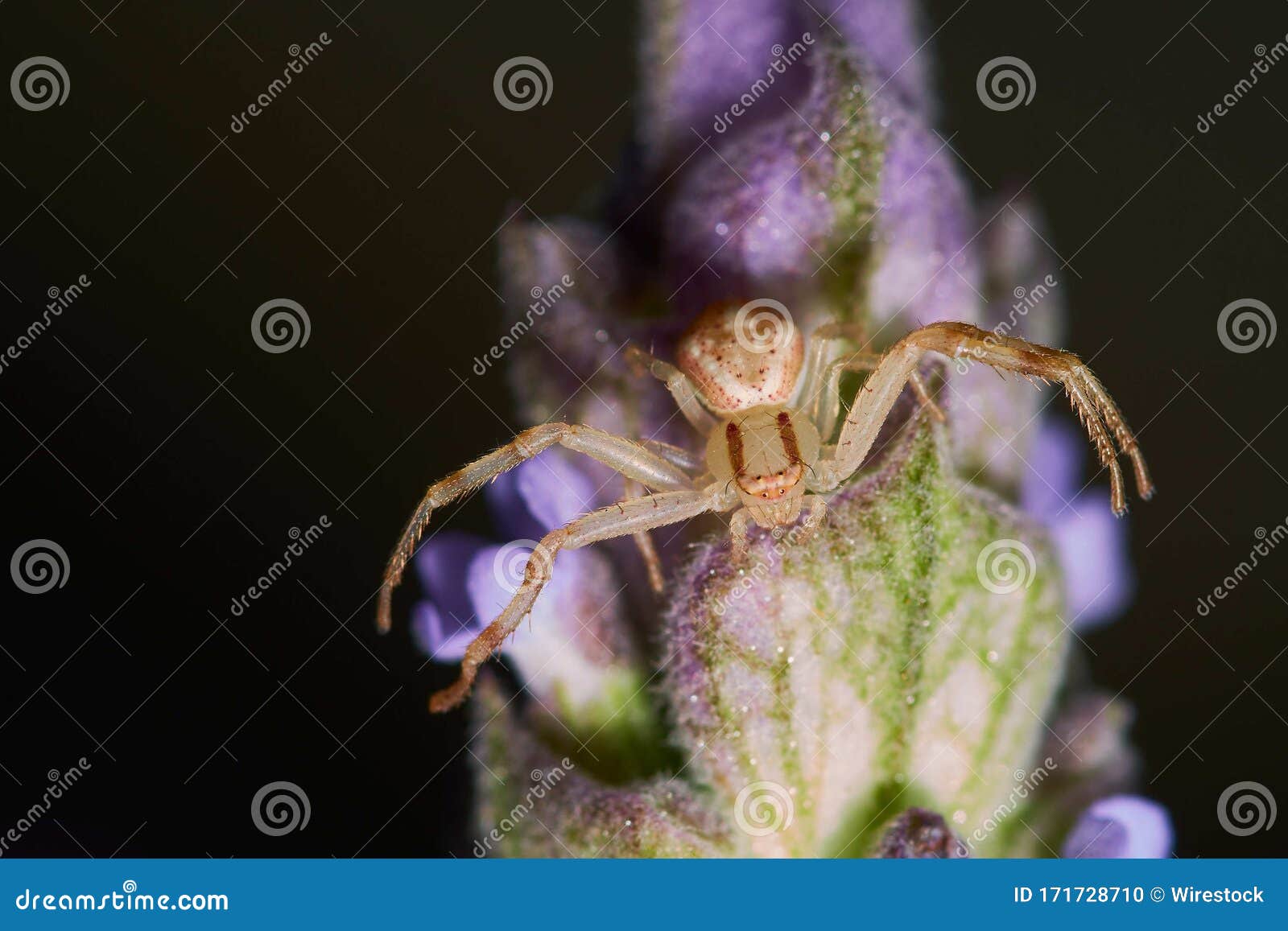 macro photography of a spider on a flowering plant in front of a black background