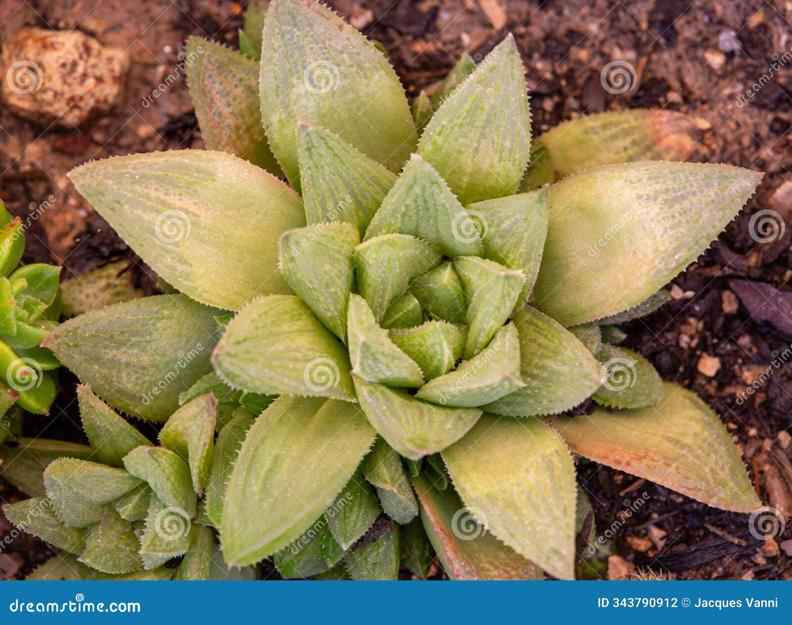 macro photography of a succulent - haworthia cymbiformis