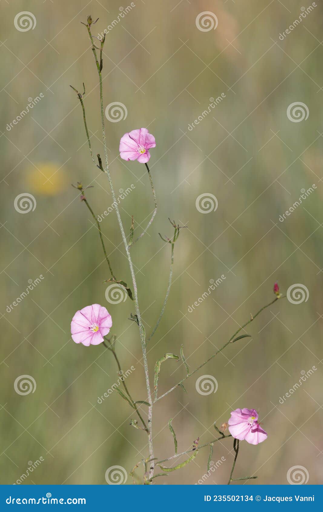 macro photography of a wild flower - convolvulus cantabrica