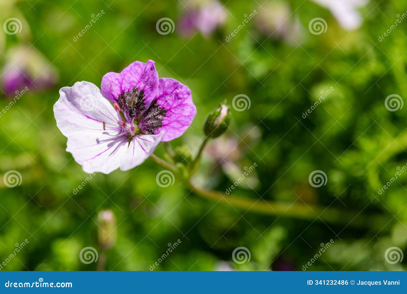 macro photography of a wild flower - erodium cheilanthifolium