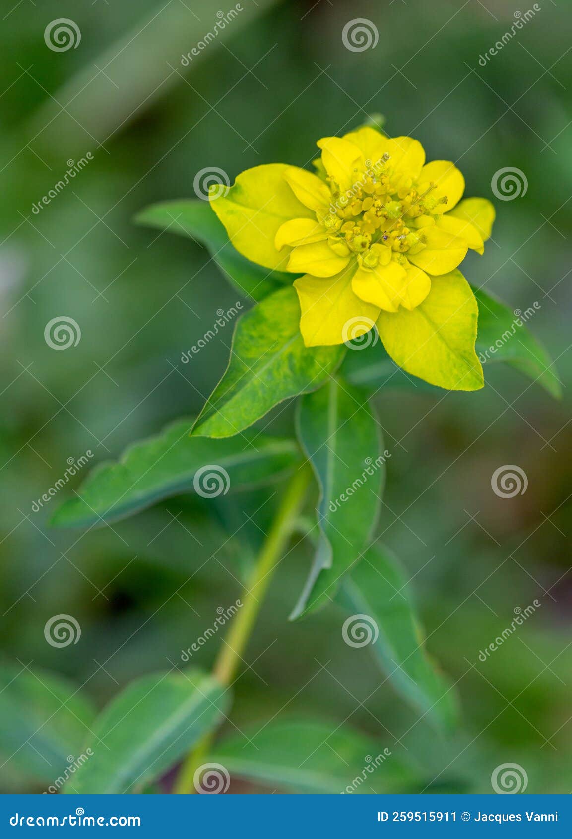 macro photography of a wild flower - euphorbia epithymoides