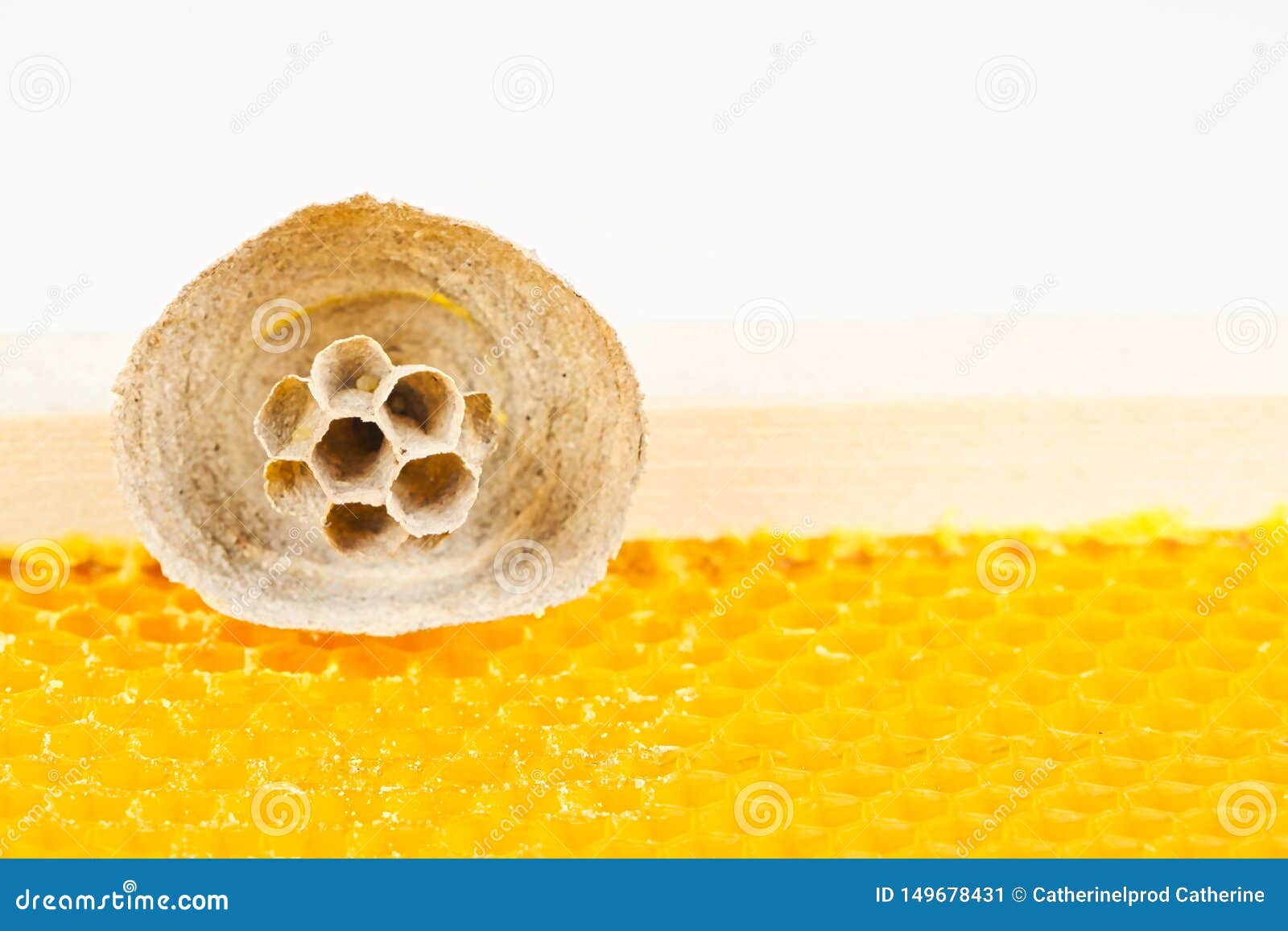 Begin of Nest of Asian Hornet on Beehive Frame Stock Image Biology Diagrams