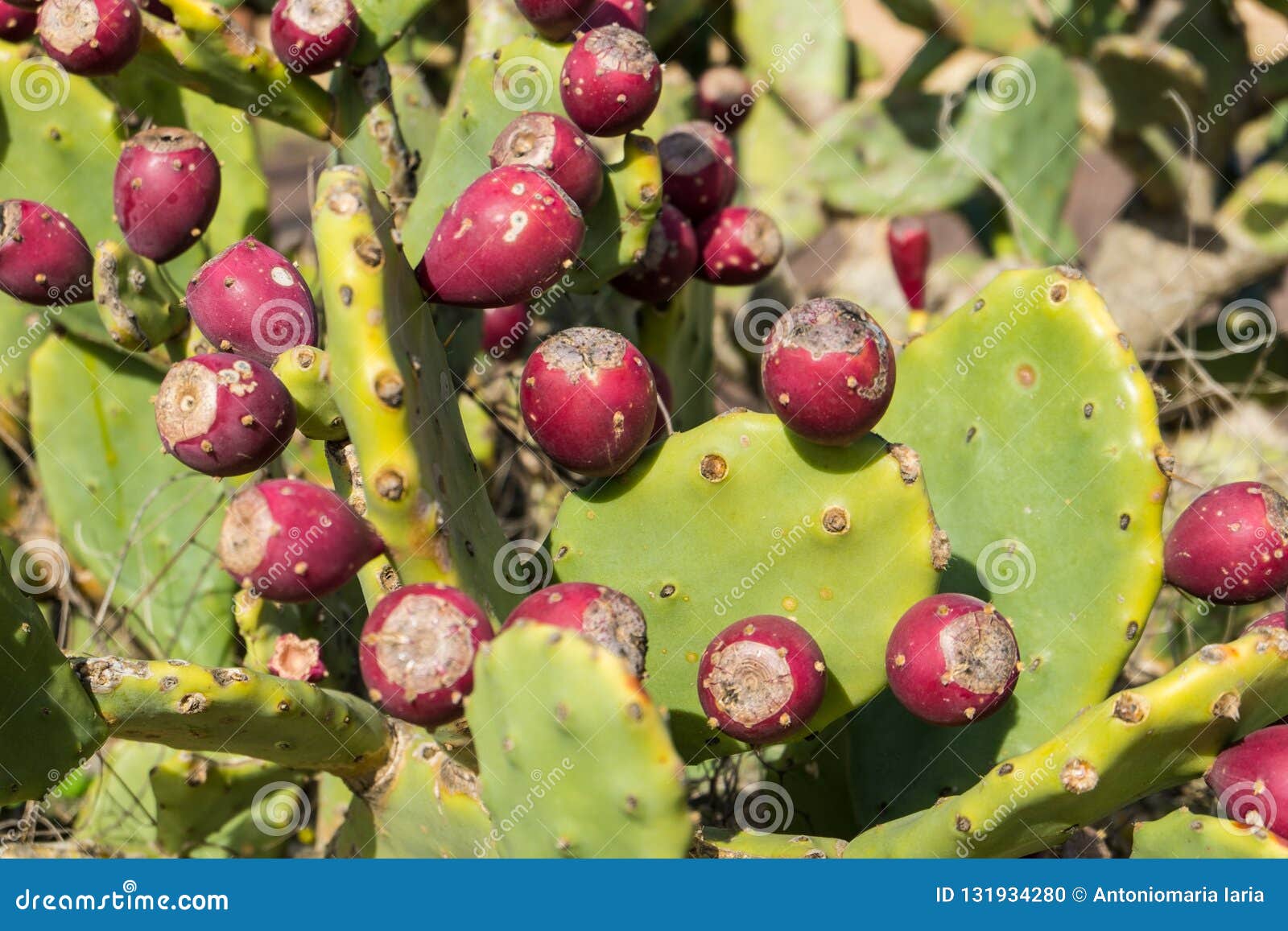 Prickly Pear Cactus With Fruits Stock Photo Image Of Botany Background 131934280