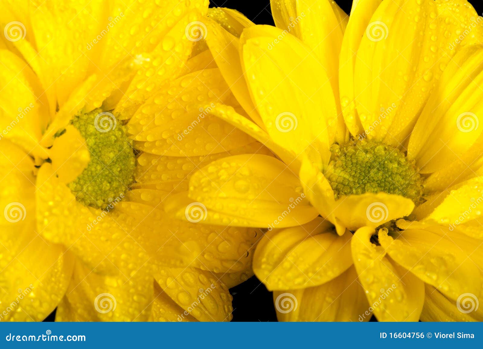 Macro Picture of Two Yellow Flowers Stock Photo Image of closeup