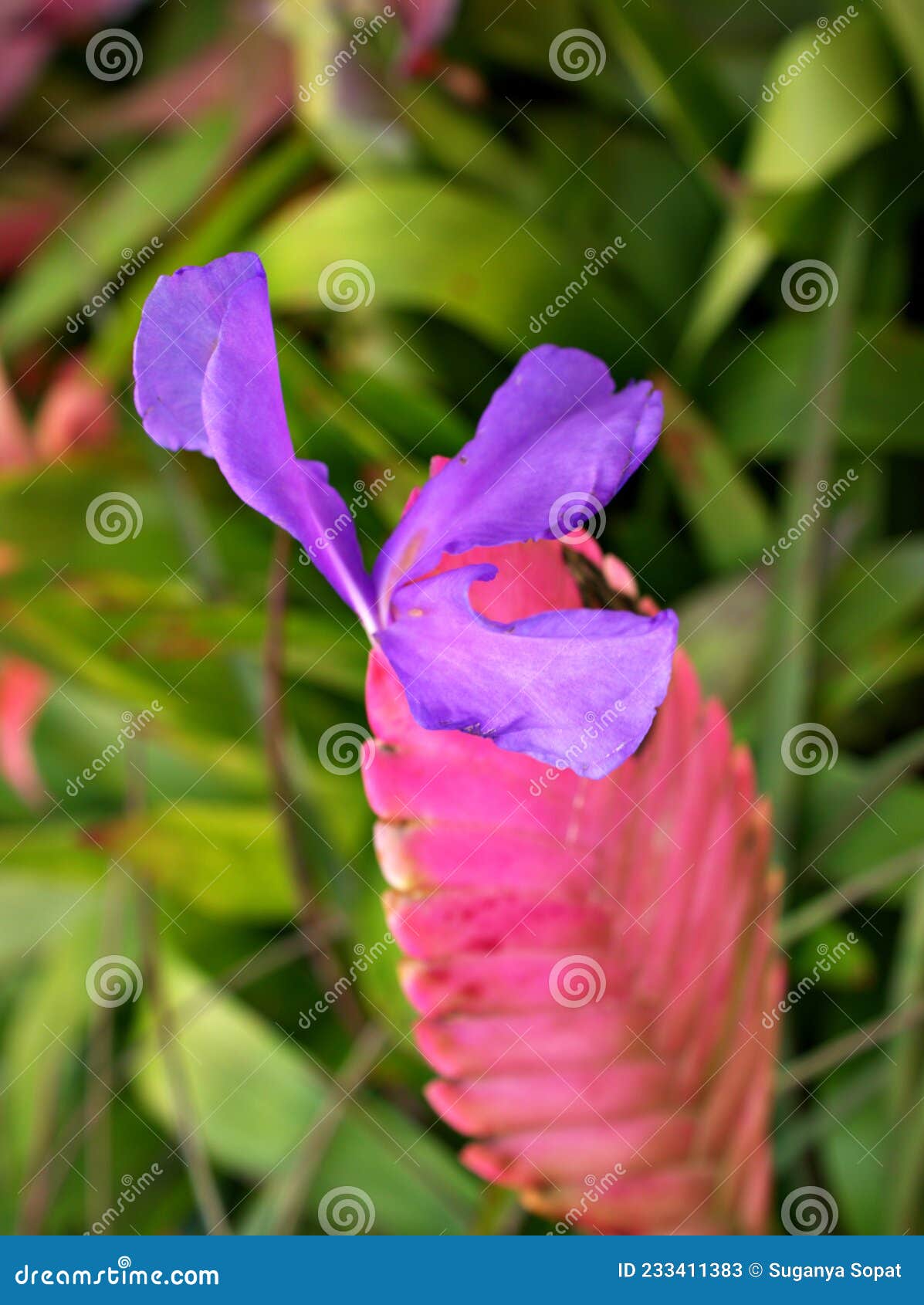 macro pink purple flower tillandsia lindenii ,pink quill plants ,torcia blue flowered torch ,air plant ,with soft selective focus