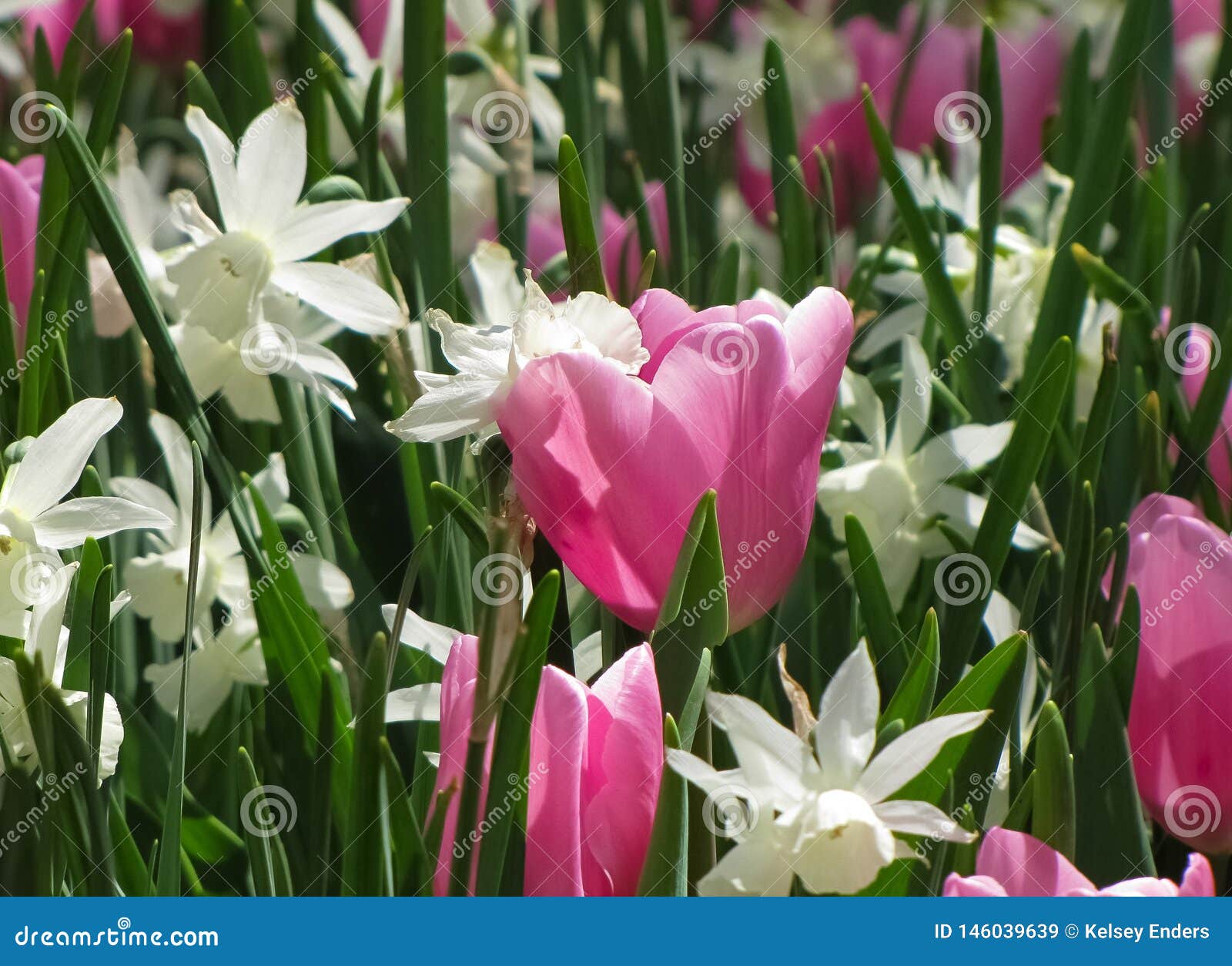 White Daffodils Macro Pink Tulip Stock Image Image Of Green