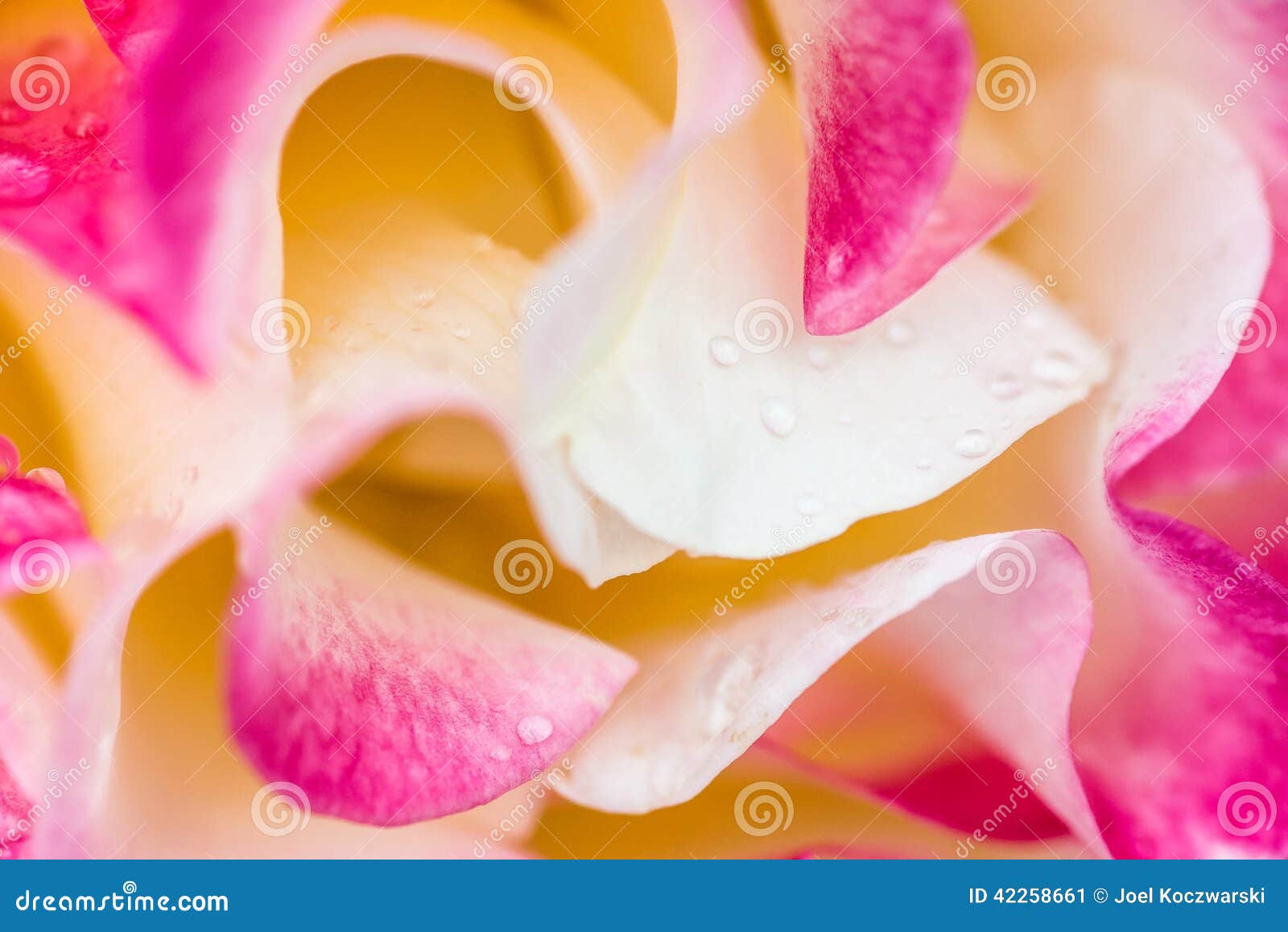 Macro Pink, Yellow and White Rose with Dew Stock Image Image of water