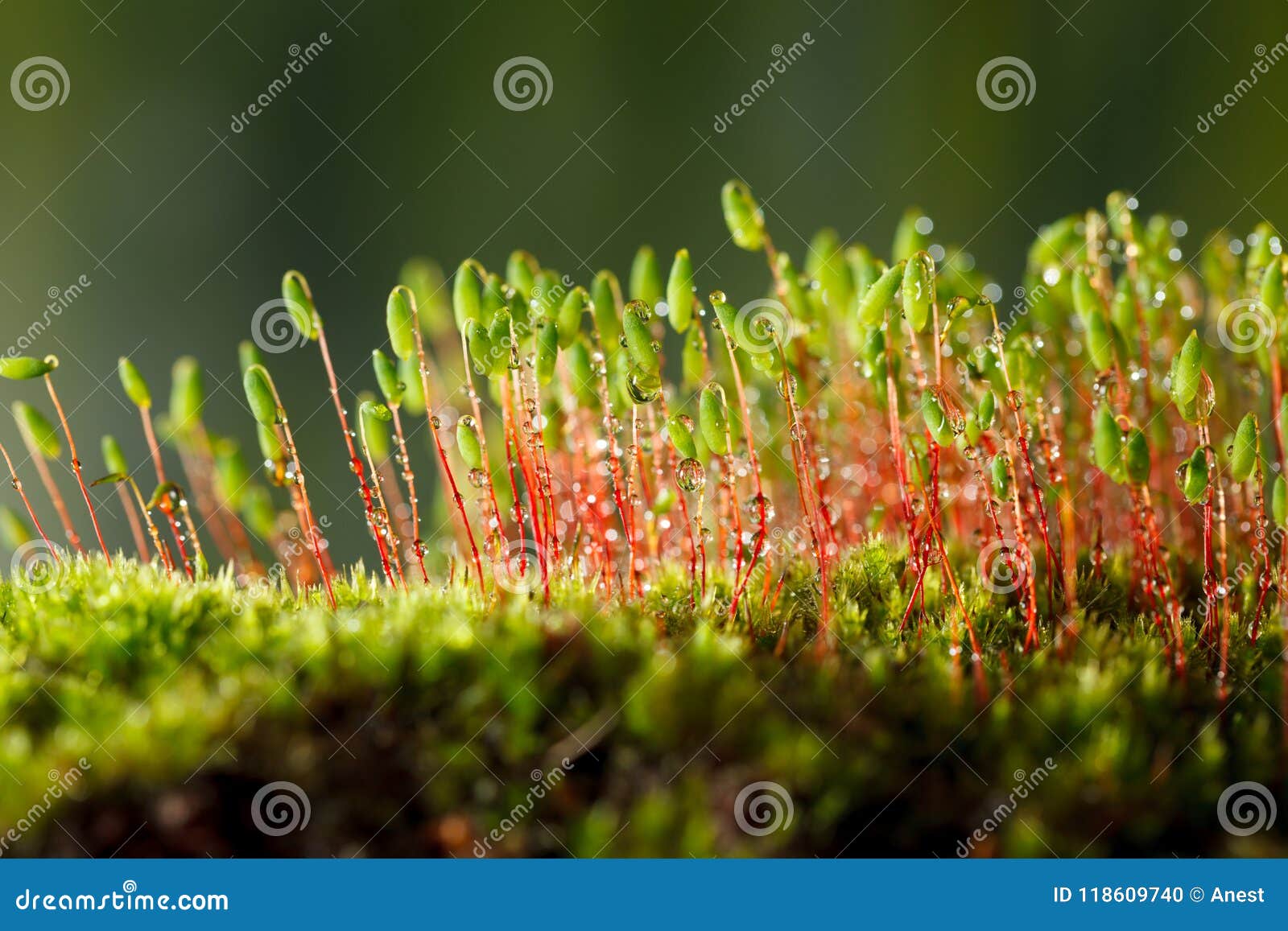 macro of pohlia nutans moss
