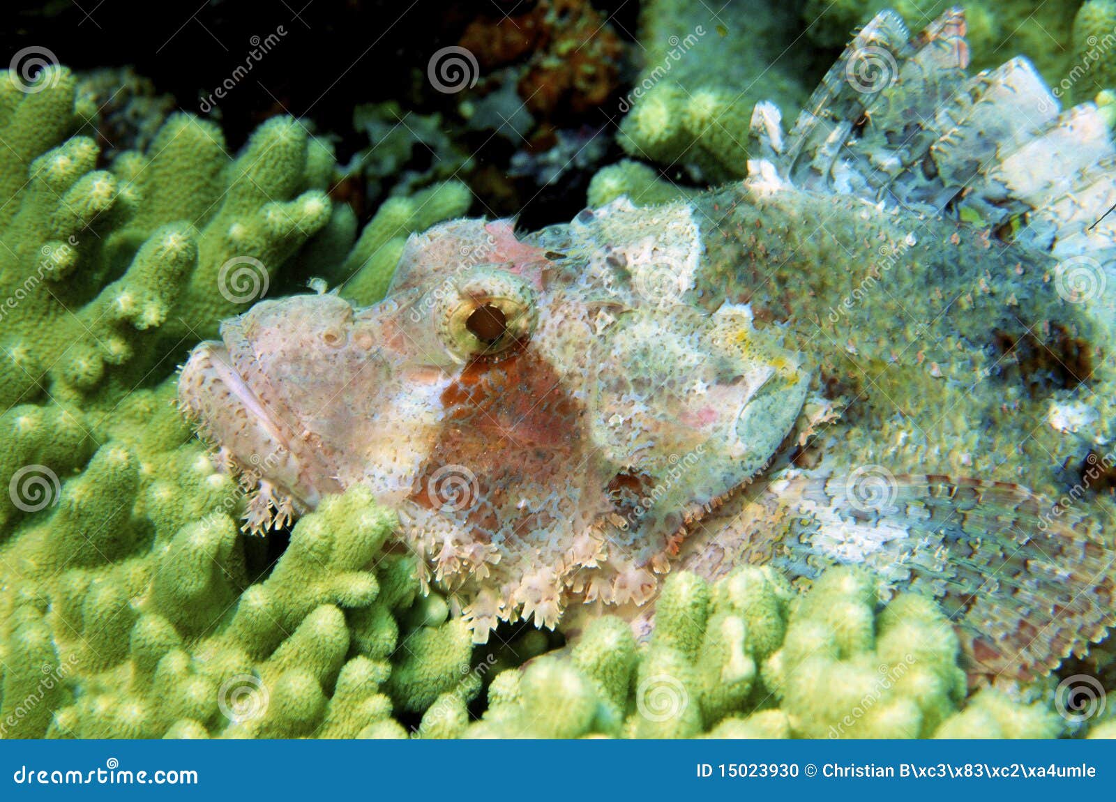 Macro Of Poisonous Dragon Head Fish Stock Photo - Image of