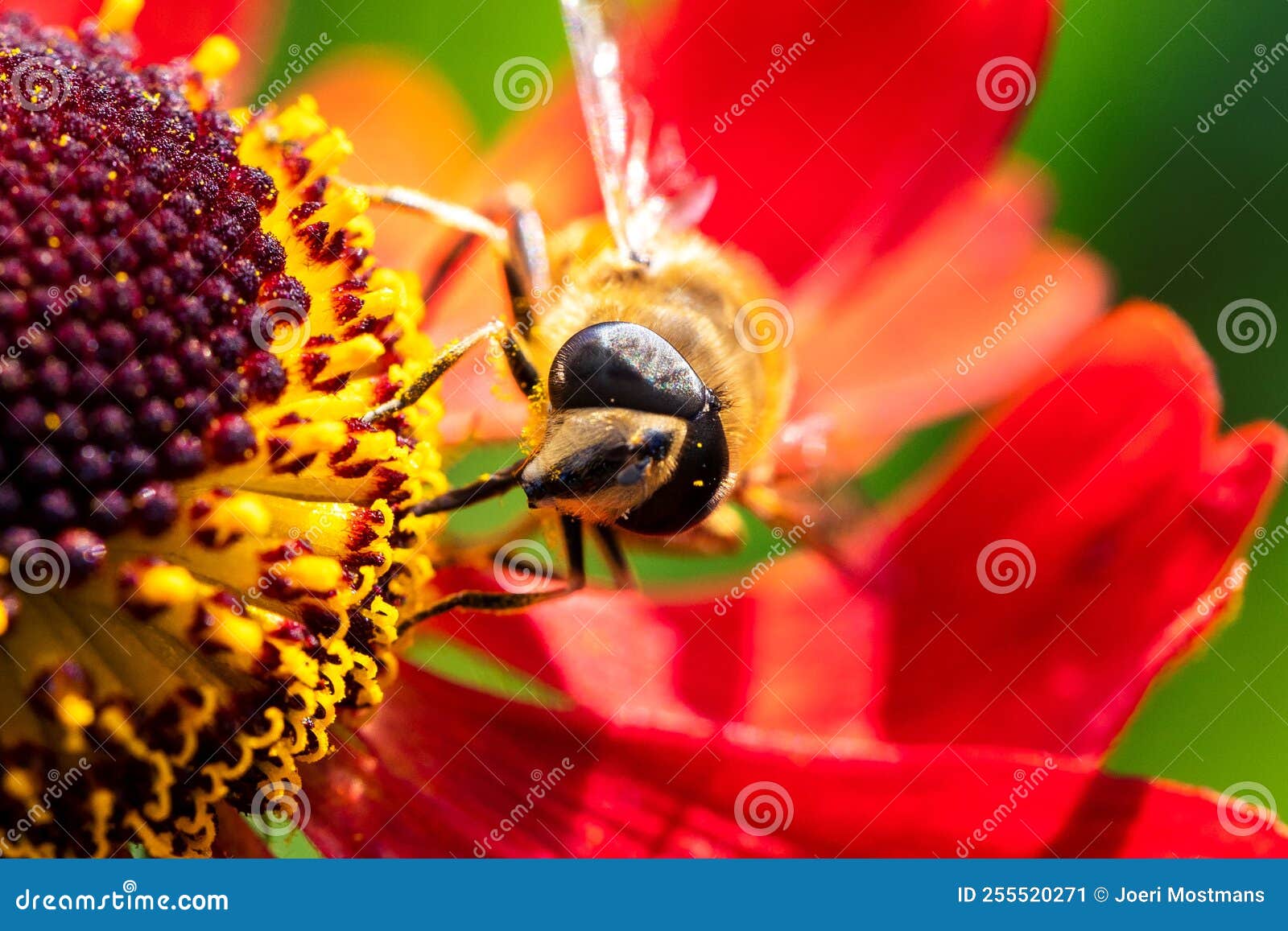 260 Emerald Bee Stock Photos Free Royalty-Free Stock Photos From Dreamstime