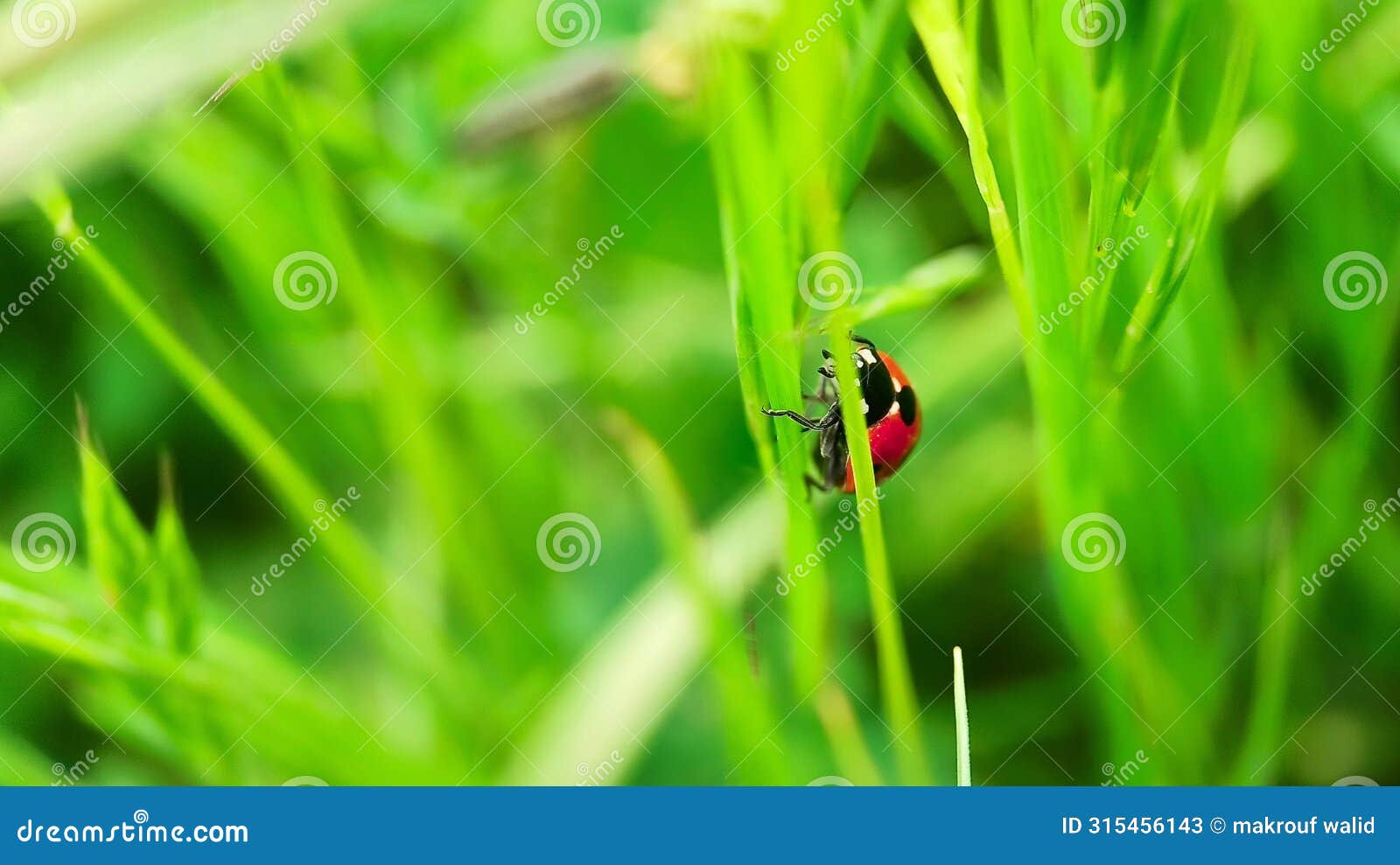 the macro portrait of the ladybug on a green leaf