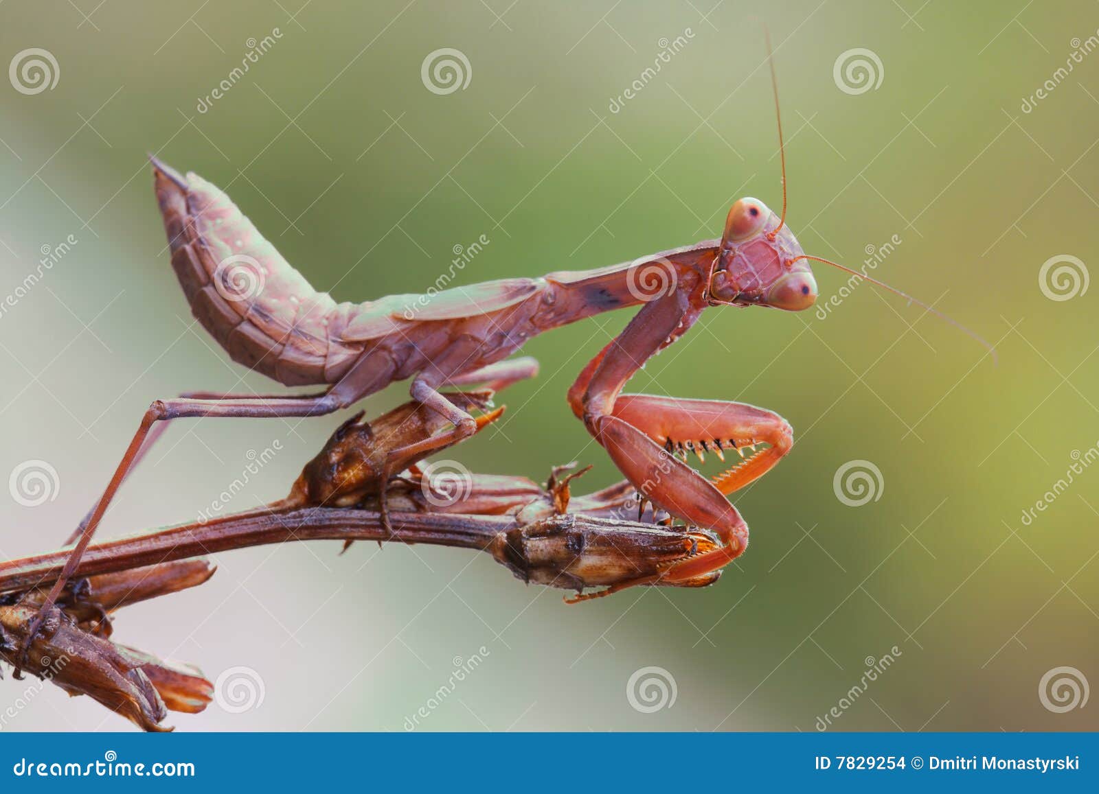 a praying mantis a praying mantis