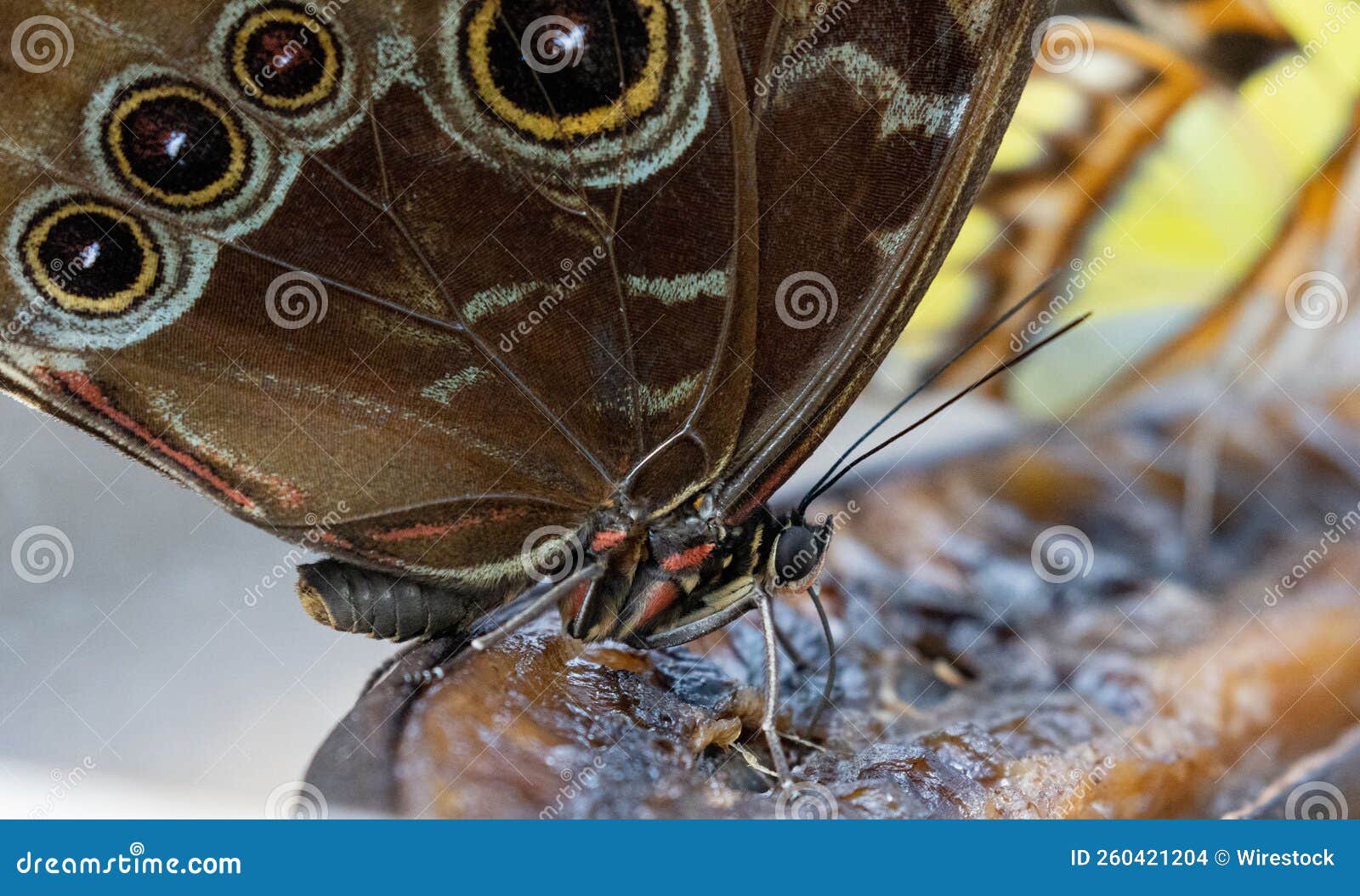 Macro Profile Shot of a Blue Morpho Butterfly Eating a Rotten Fruit