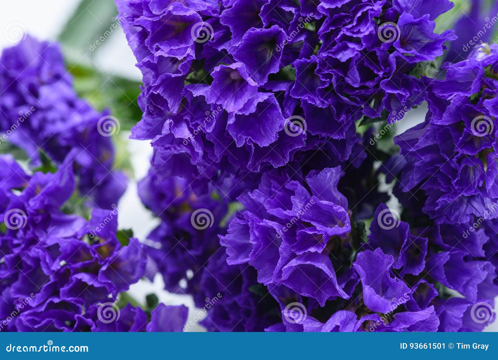 macro purple cup  flowers