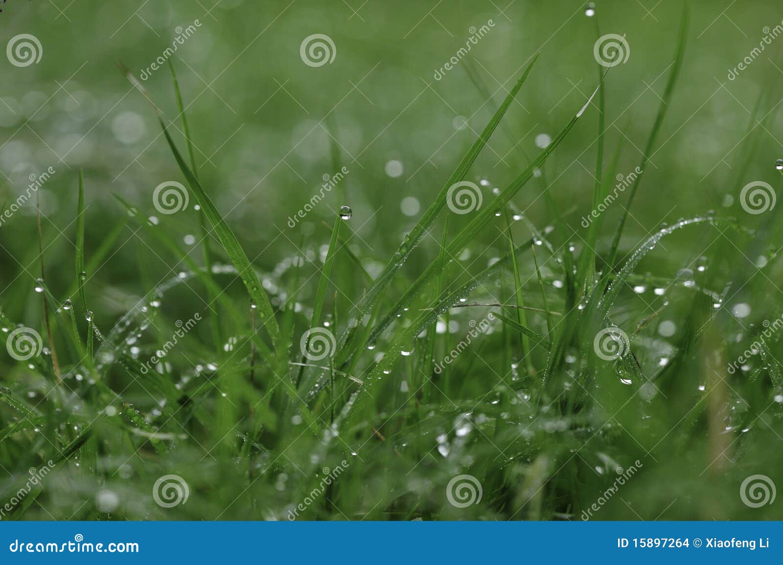 macro raindrops on grass