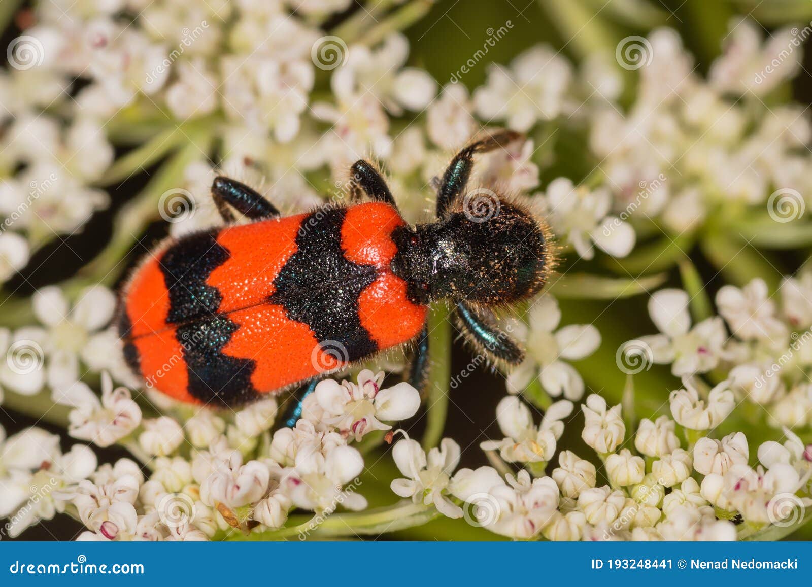 Macro of Red and Black Beetle Trichodes Apiarius on White Flower Seen ...