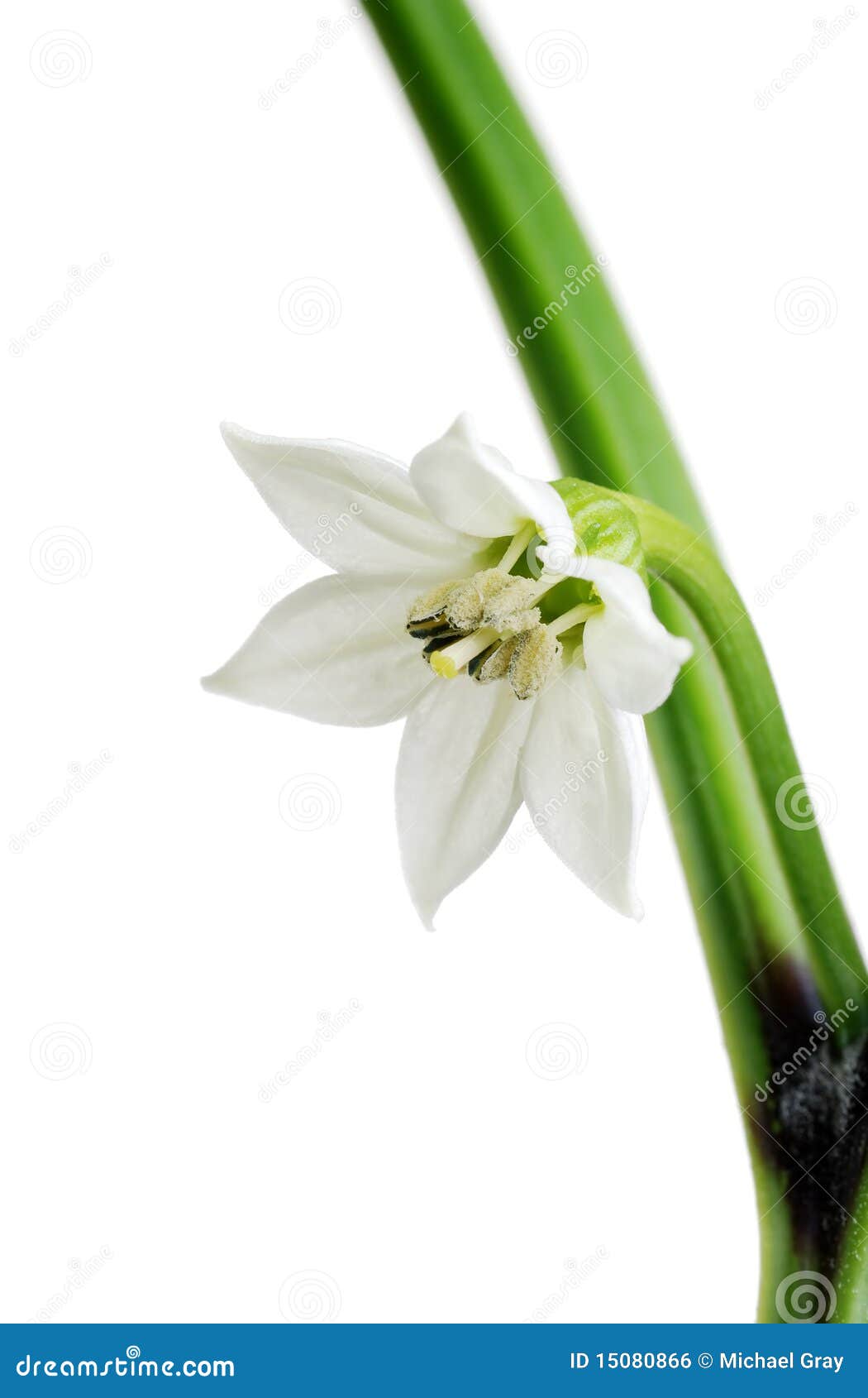 Macro red pepper flower stock photo. Image of natural 15080866