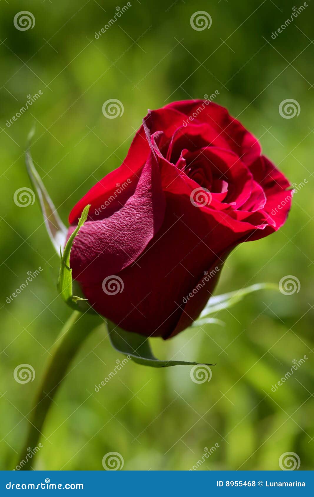 Macro Red Rose, Blurred Green Grass Background Stock Photo Image of