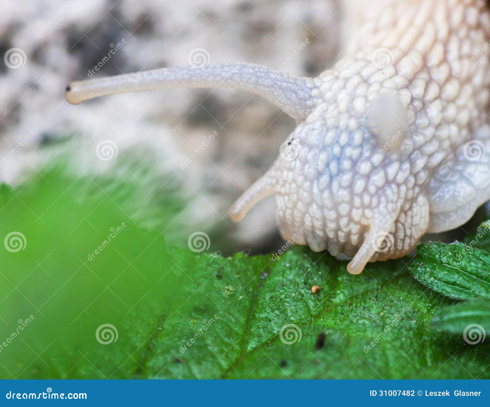 Macro Roman Snail Eats Leaf Stock Photo Image of garden, escargot