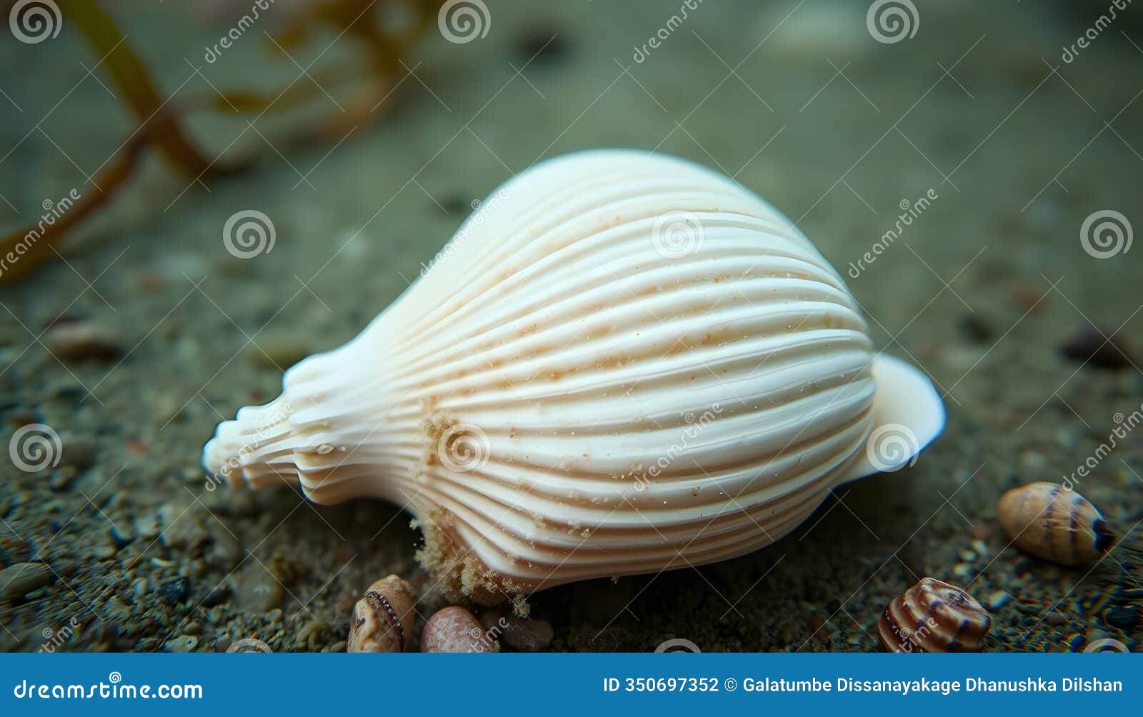 macro seashell photography â intricate patterns and textures