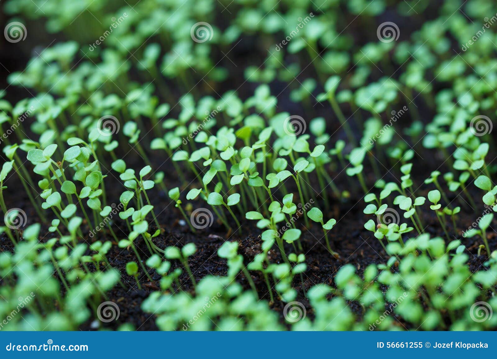 arugula seedlings arugula seedlings