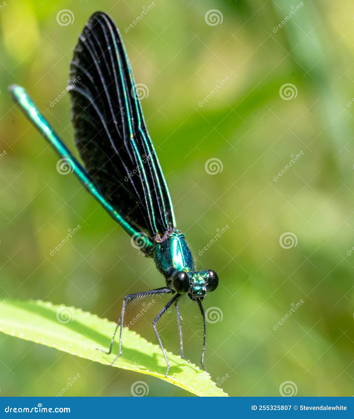macro selective focus on the head of a dark winged damselfly resting on a blade of grass.