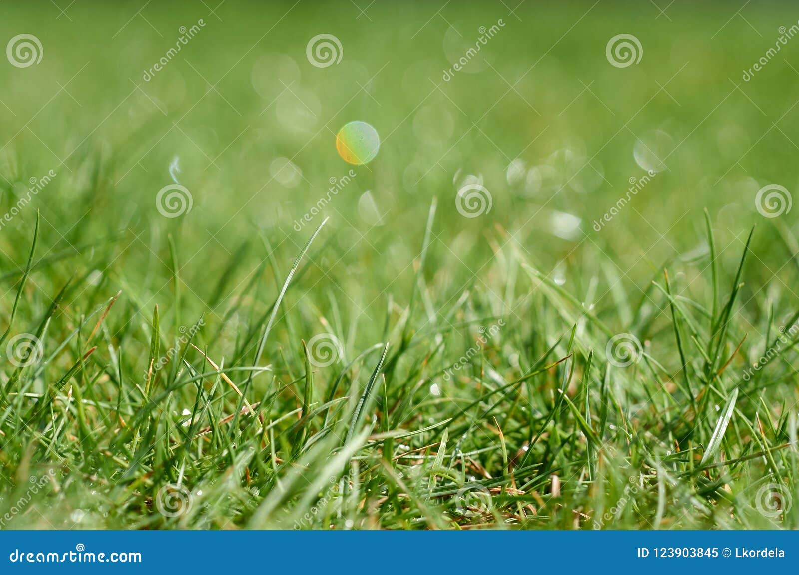 Wet grass on golf course stock image. Image of background 123903845